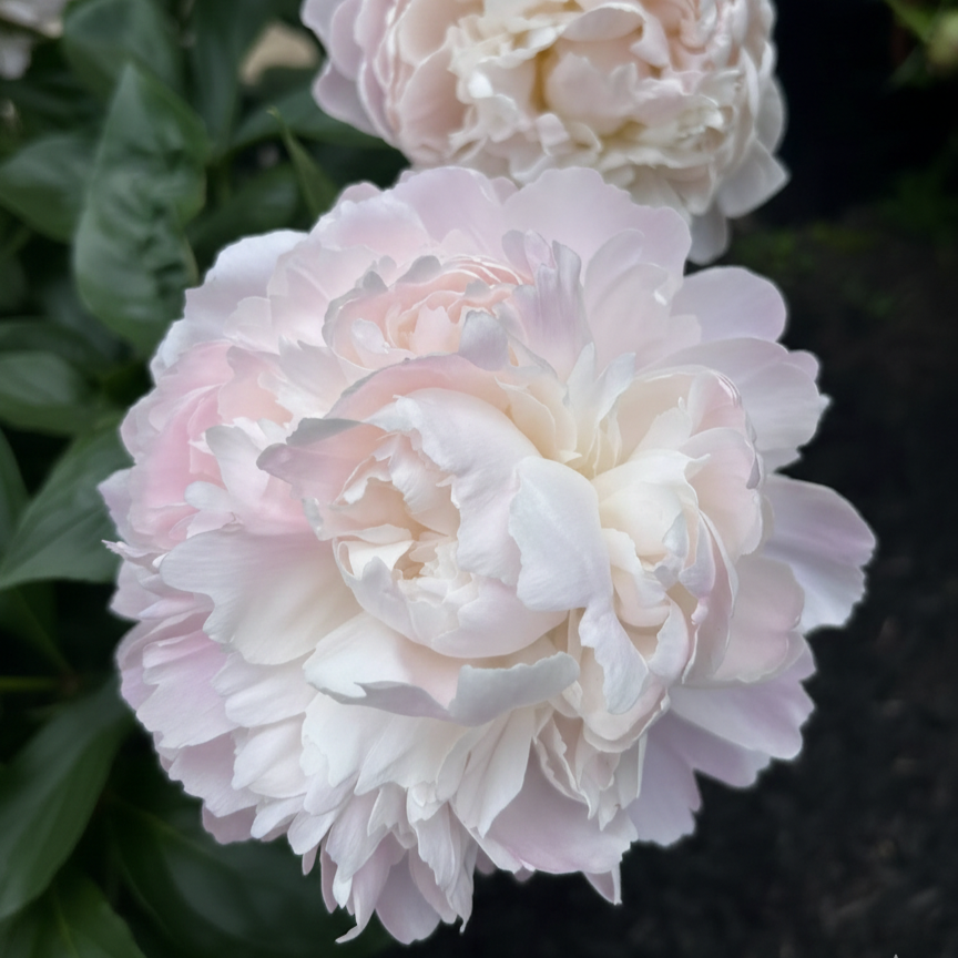 Moon River Peony
