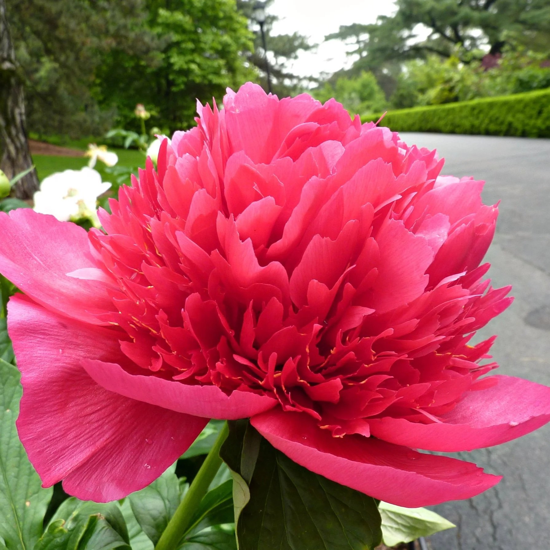 Many Happy Returns Peony