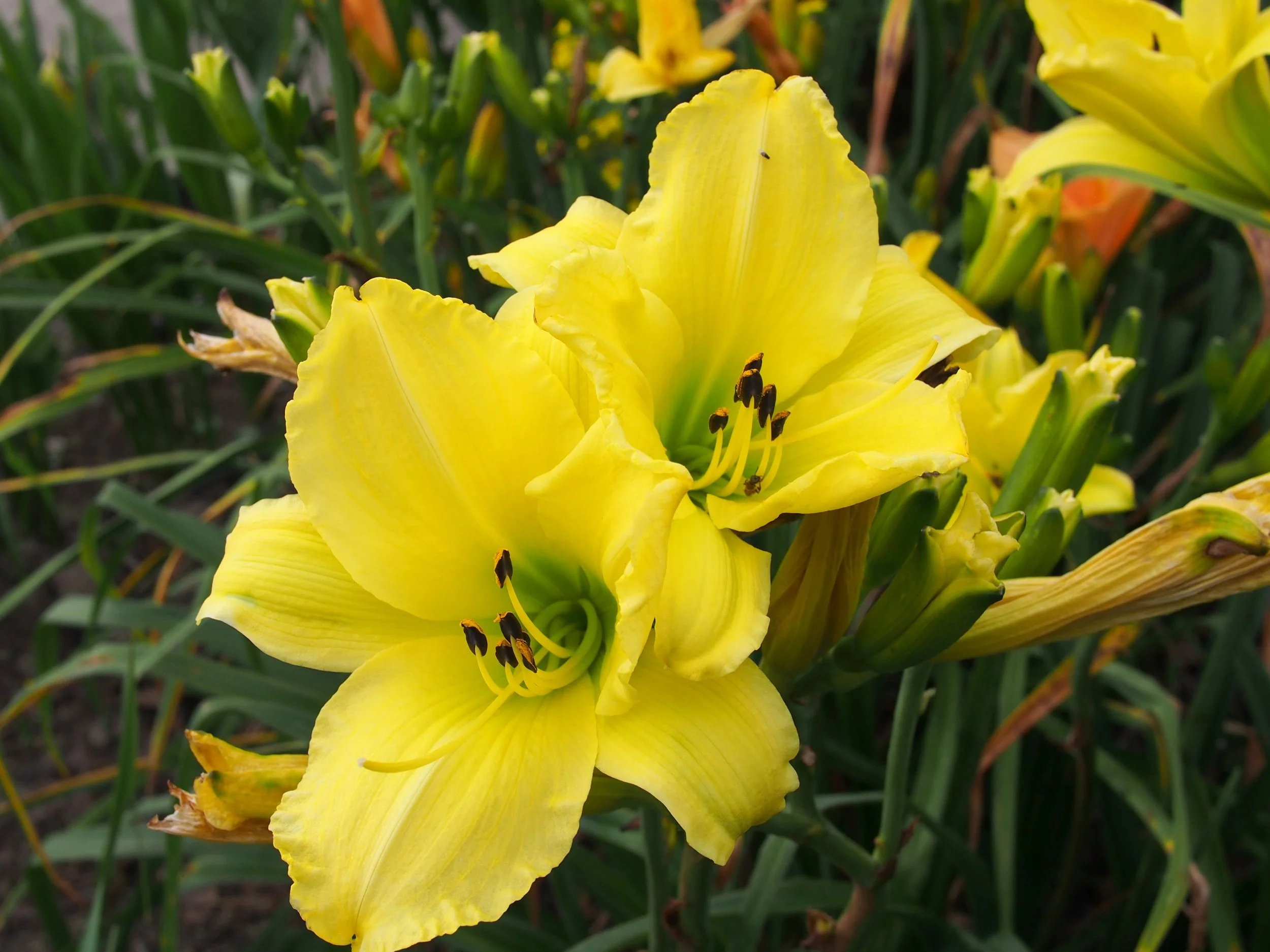 Alice in Wonderland Daylily
