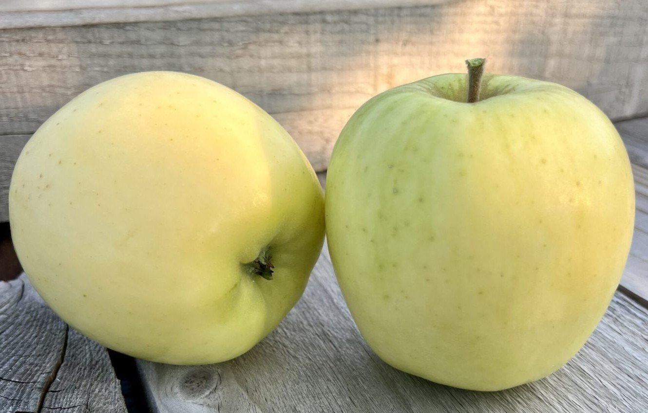 Silken Apple