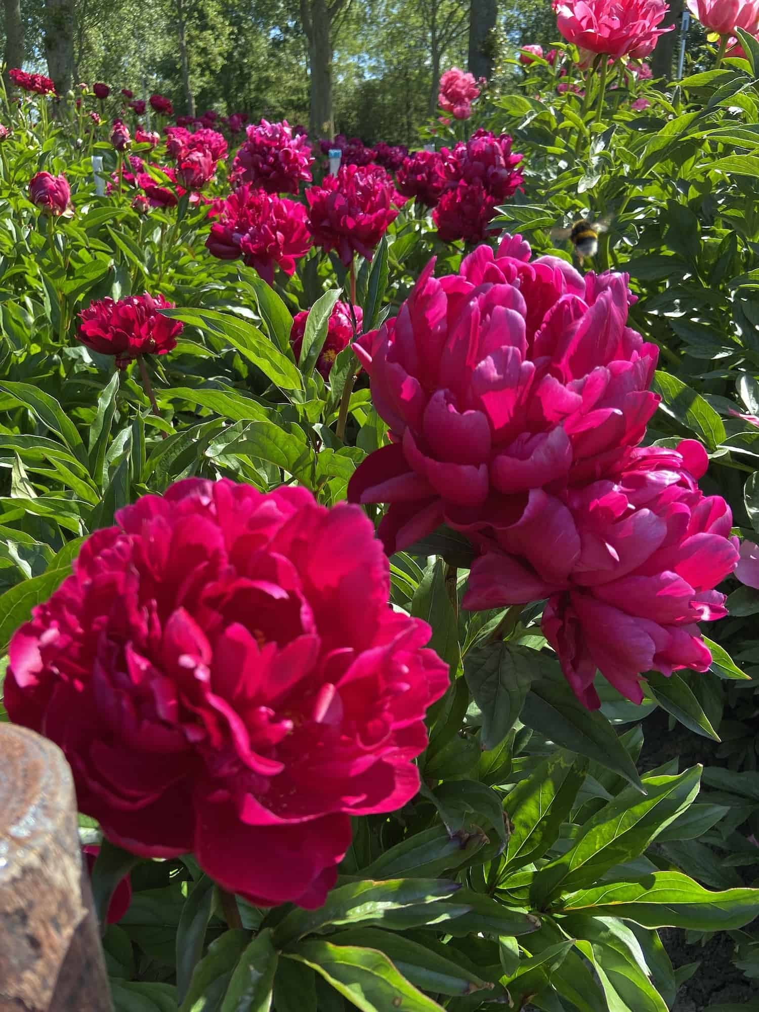 Paeonia-Peter-Brand-21.jpeg