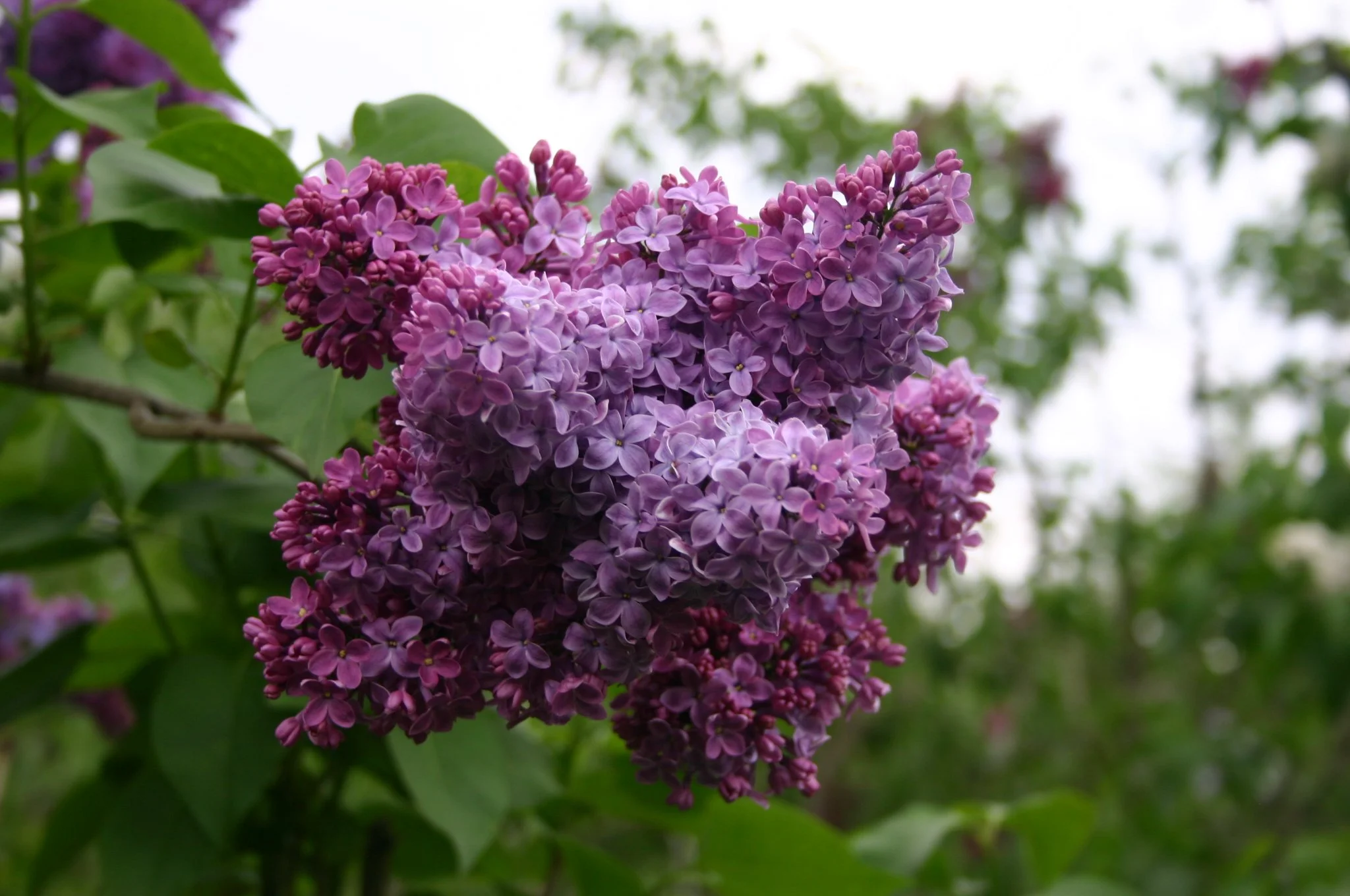 Syringa_vulgaris_Congo_(6086479979).jpg