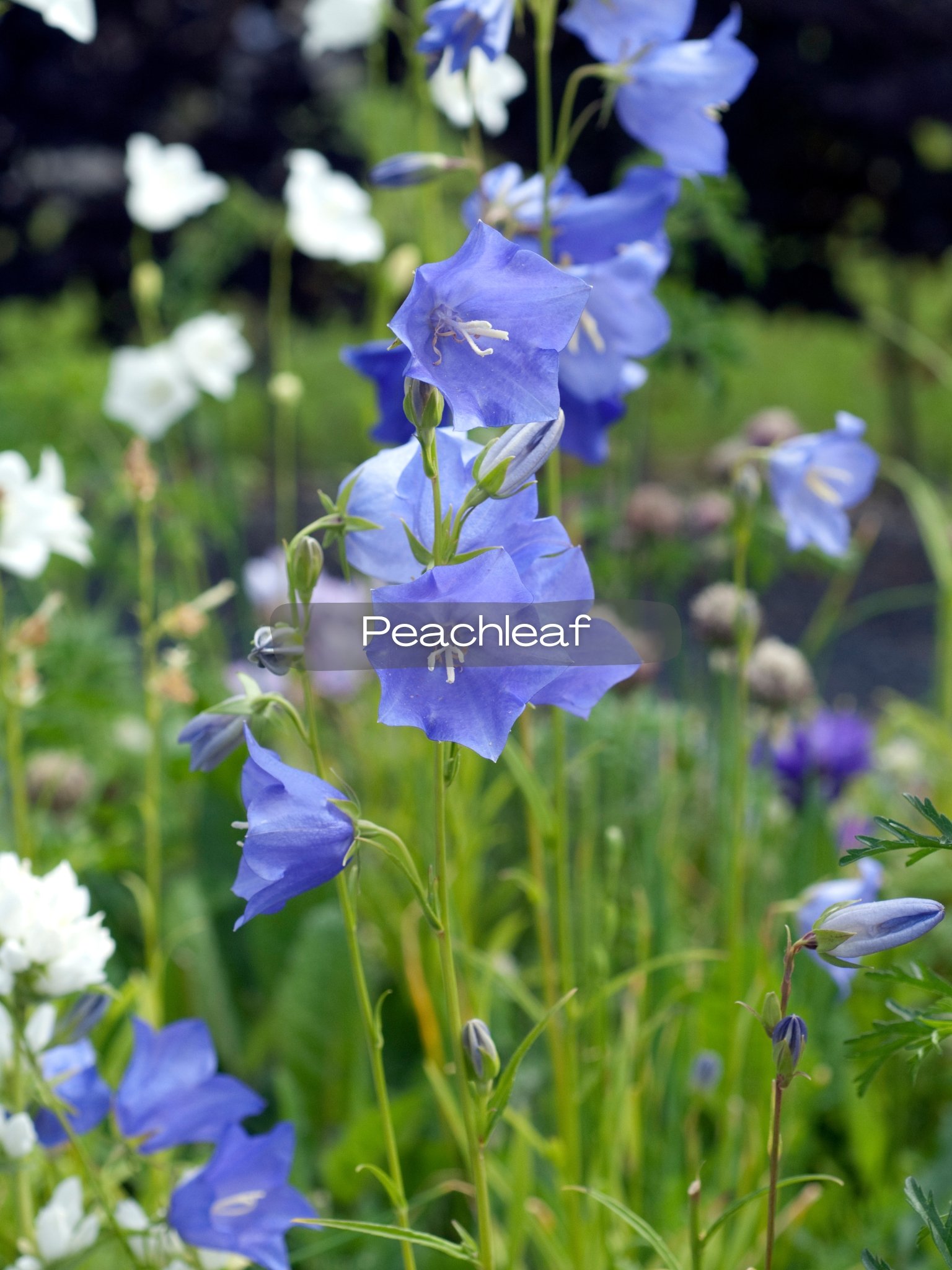 campanula peachleaf.jpg