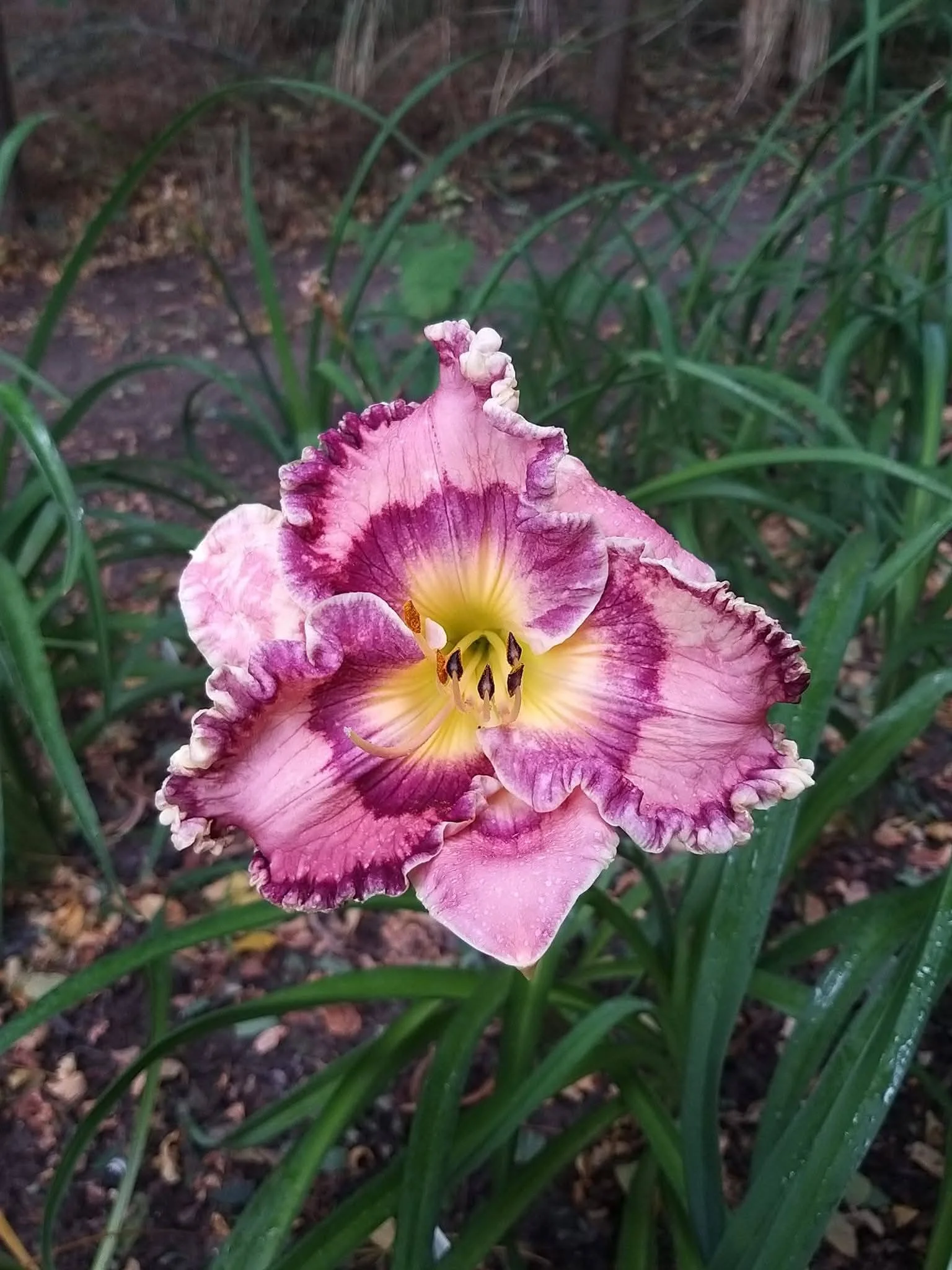 born in california daylily -fb.jpg