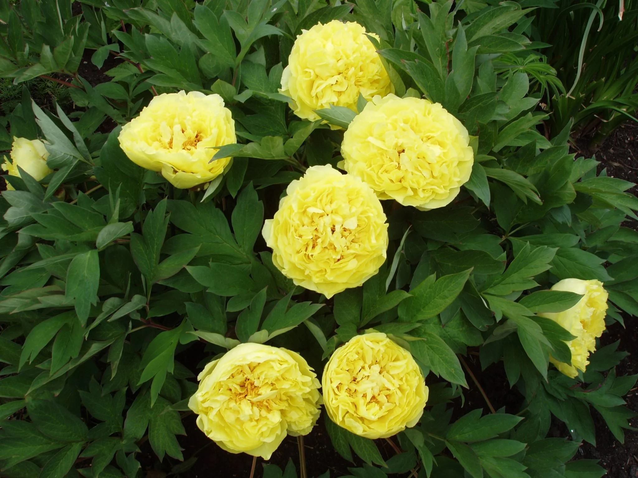 Yellow Crown Peony (Itoh Hybrid)