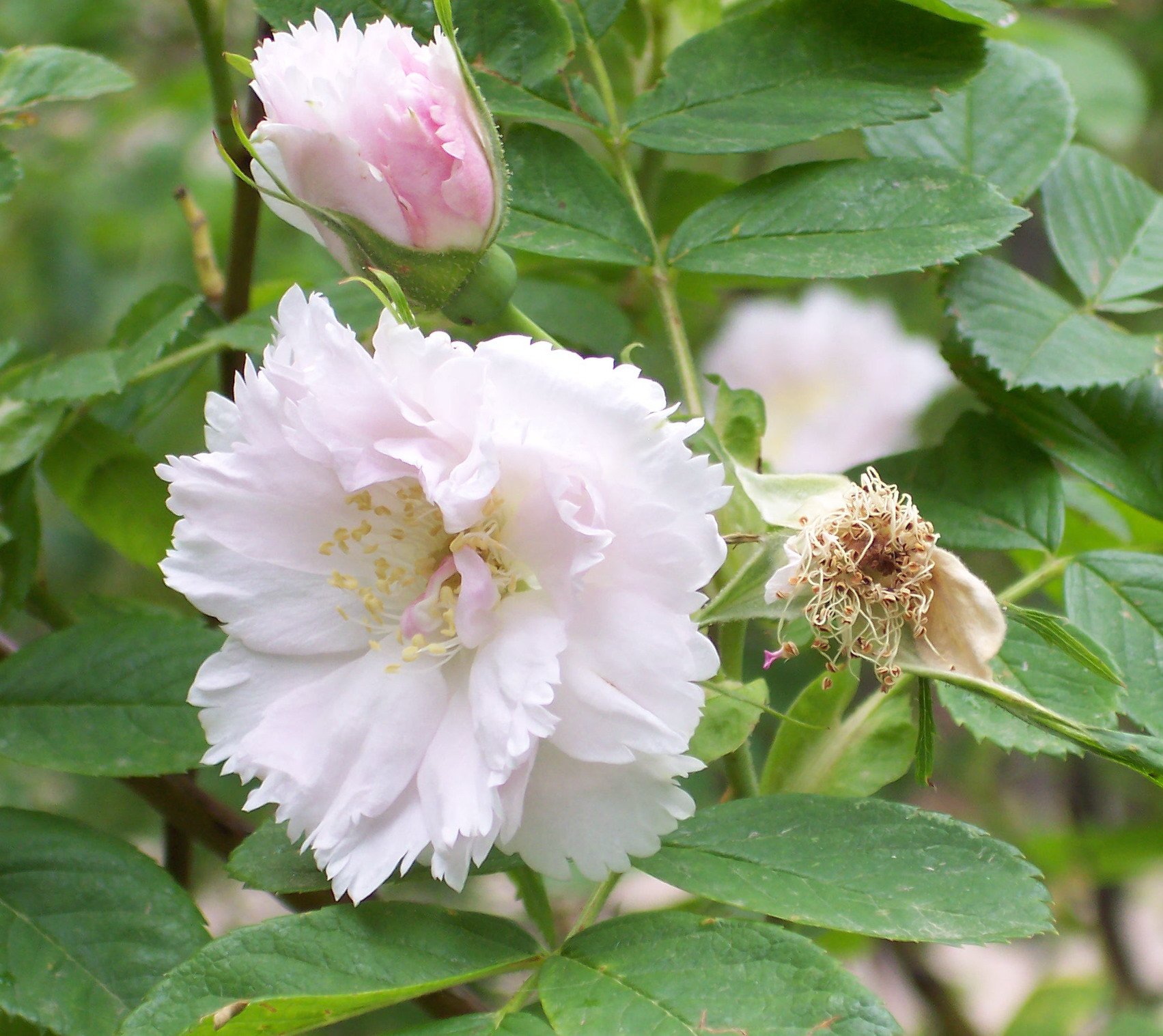 Rosa_'Fimbriata'.jpg