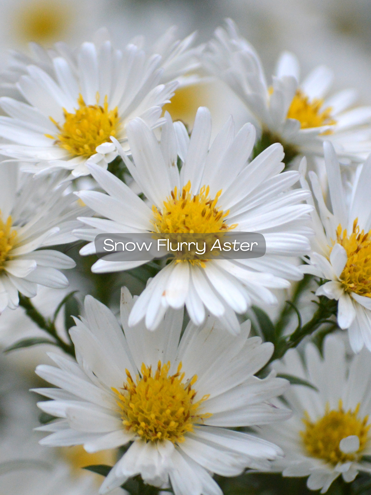 aster snow flurry.png