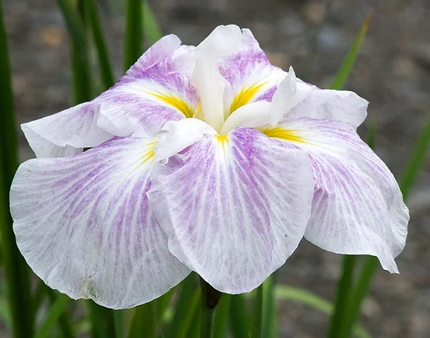 Kogesha (Iris ensata)