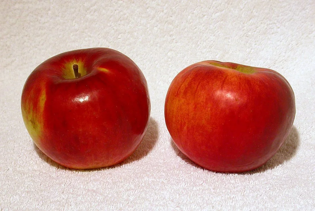Red Cortland Apple