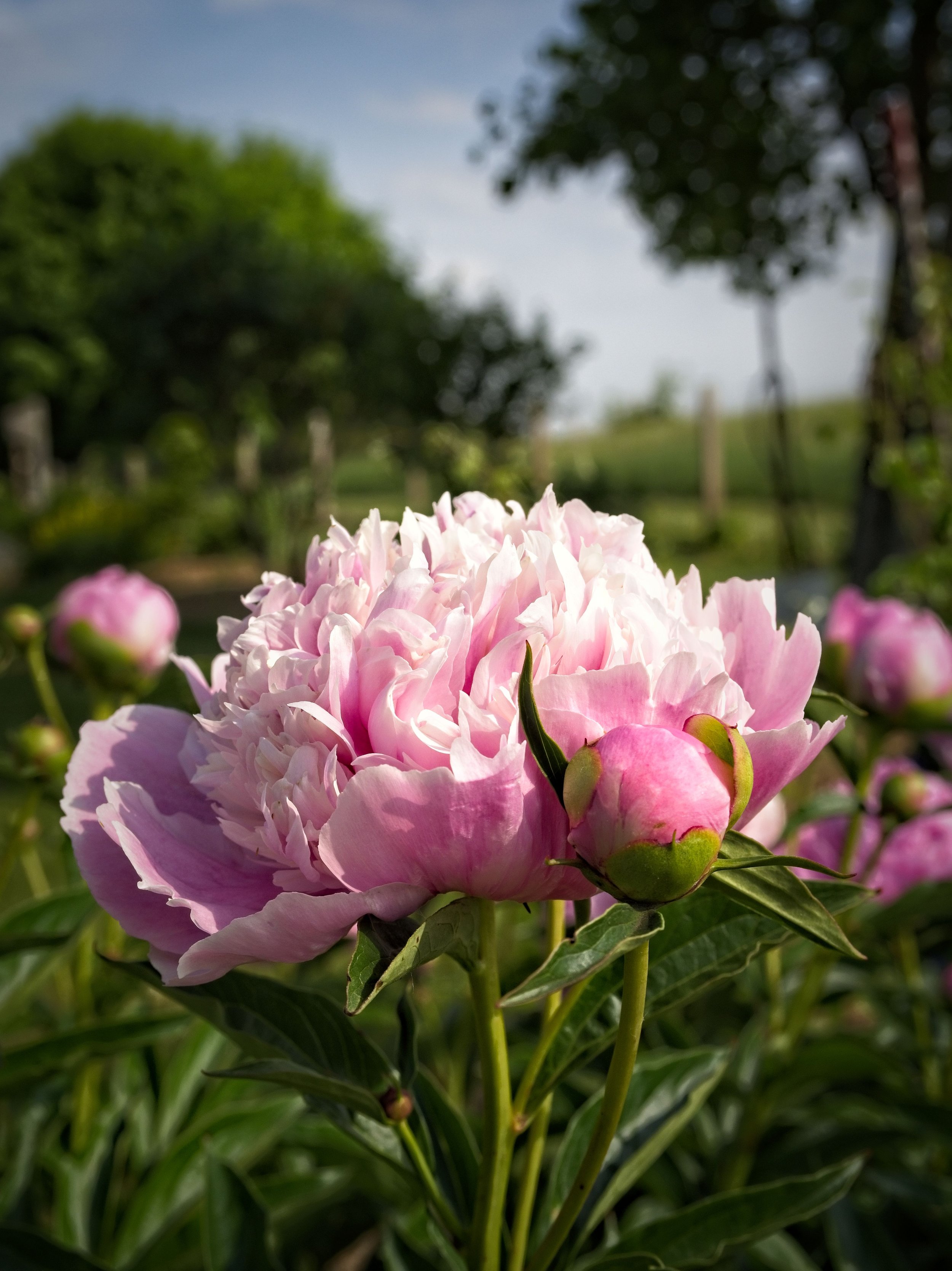 Madame Emile Debatene