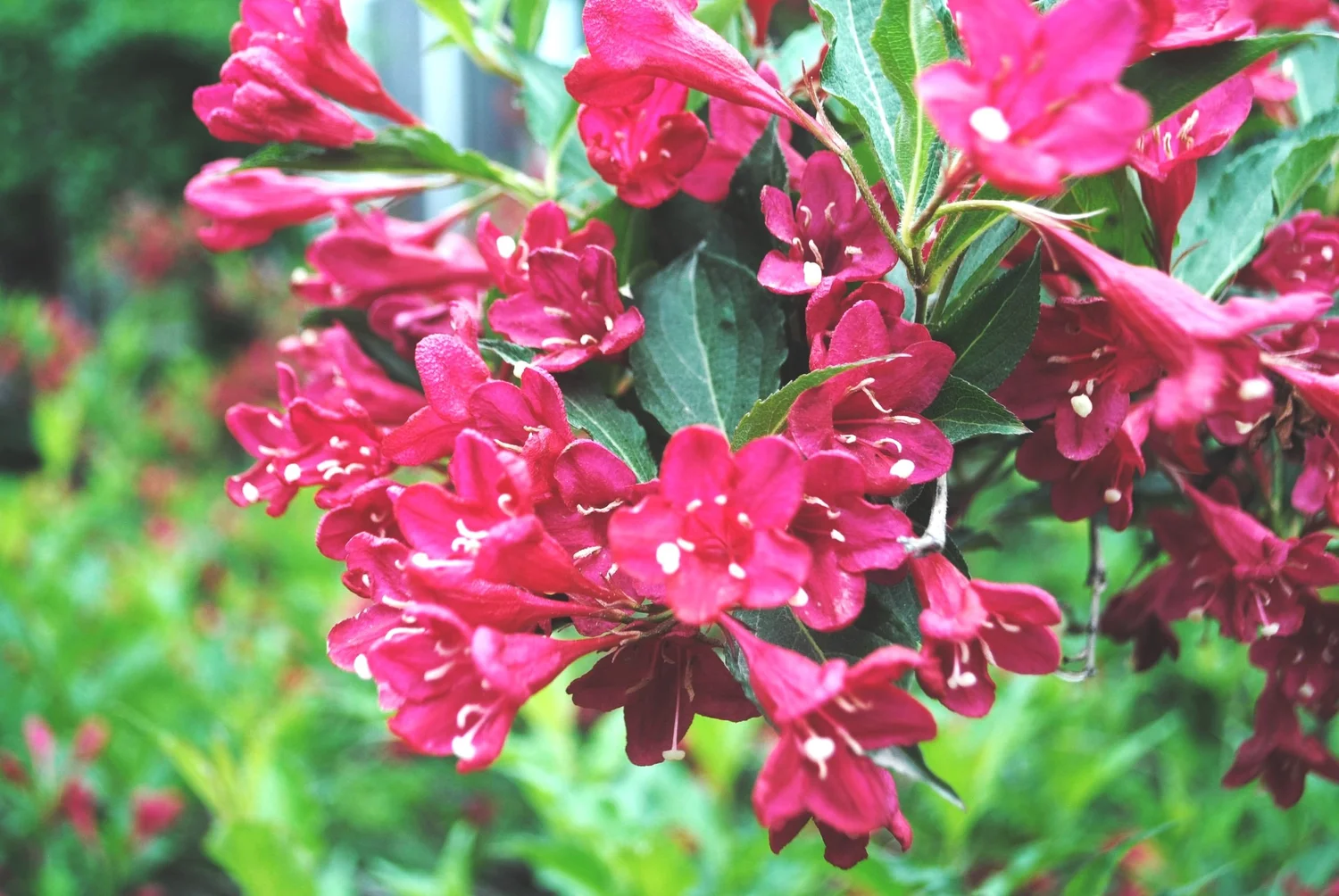 Corn Hill Nursery - Expert Advice and Hardy Plants for Northern Gardens