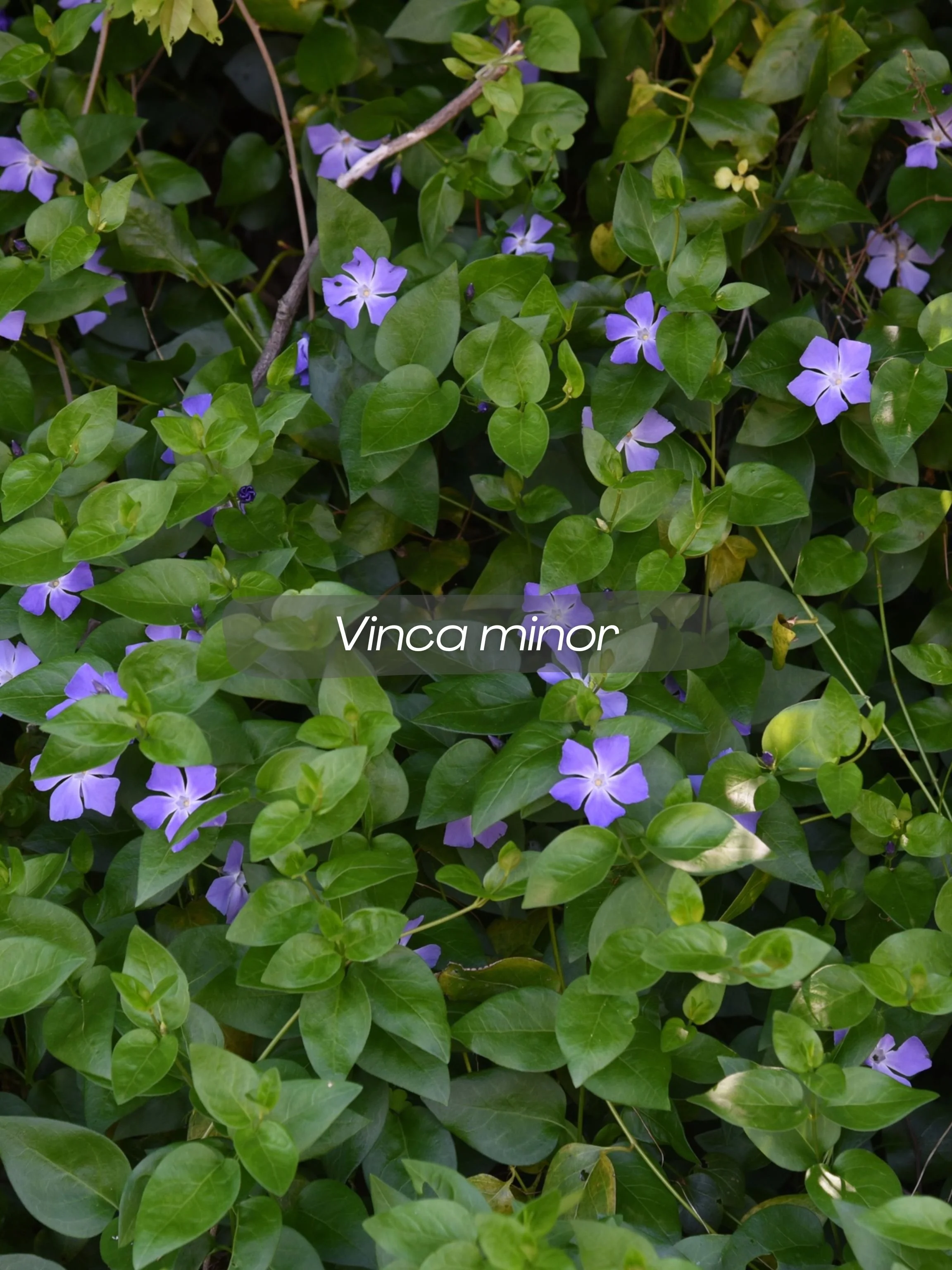 vinca.jpg