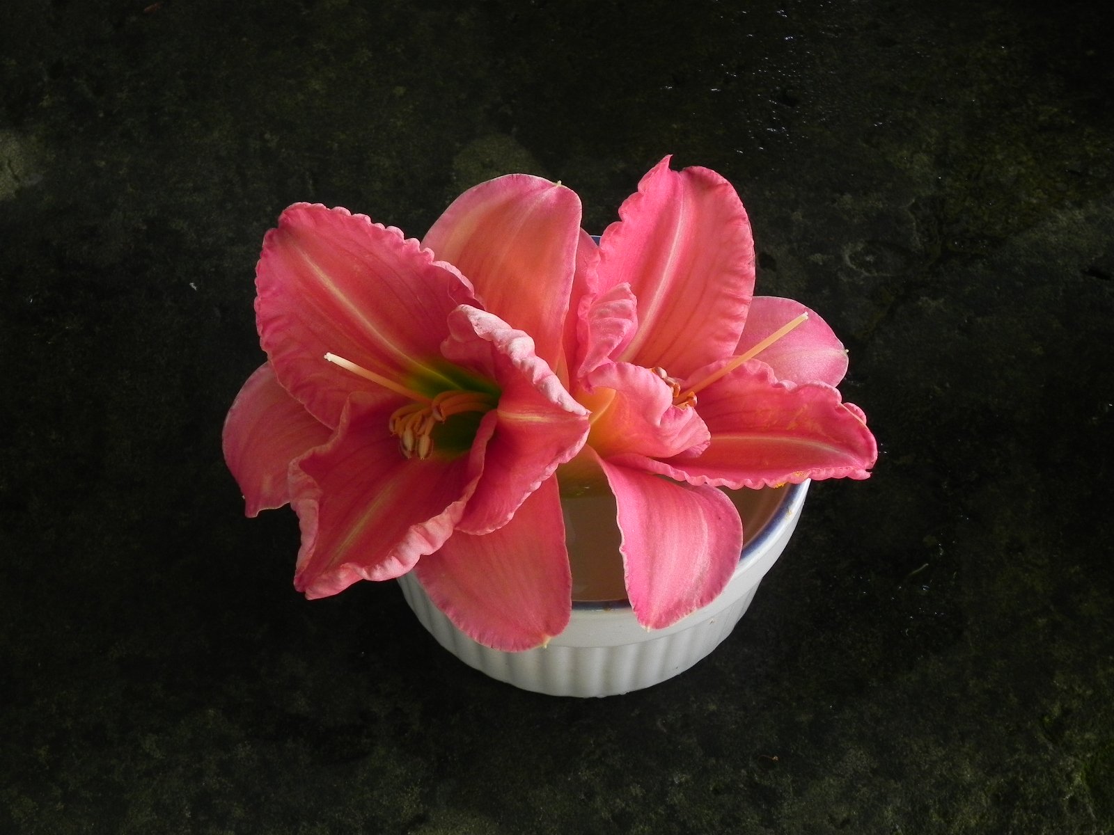 DAYLILY 13 PINK PLANET.jpg