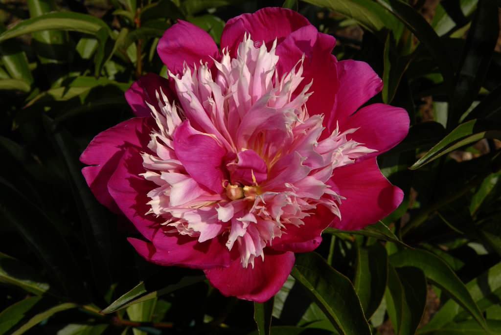 Fantastic Peony