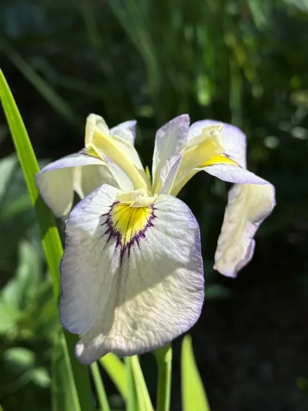 iris-pseudata-tsukiyono.webp