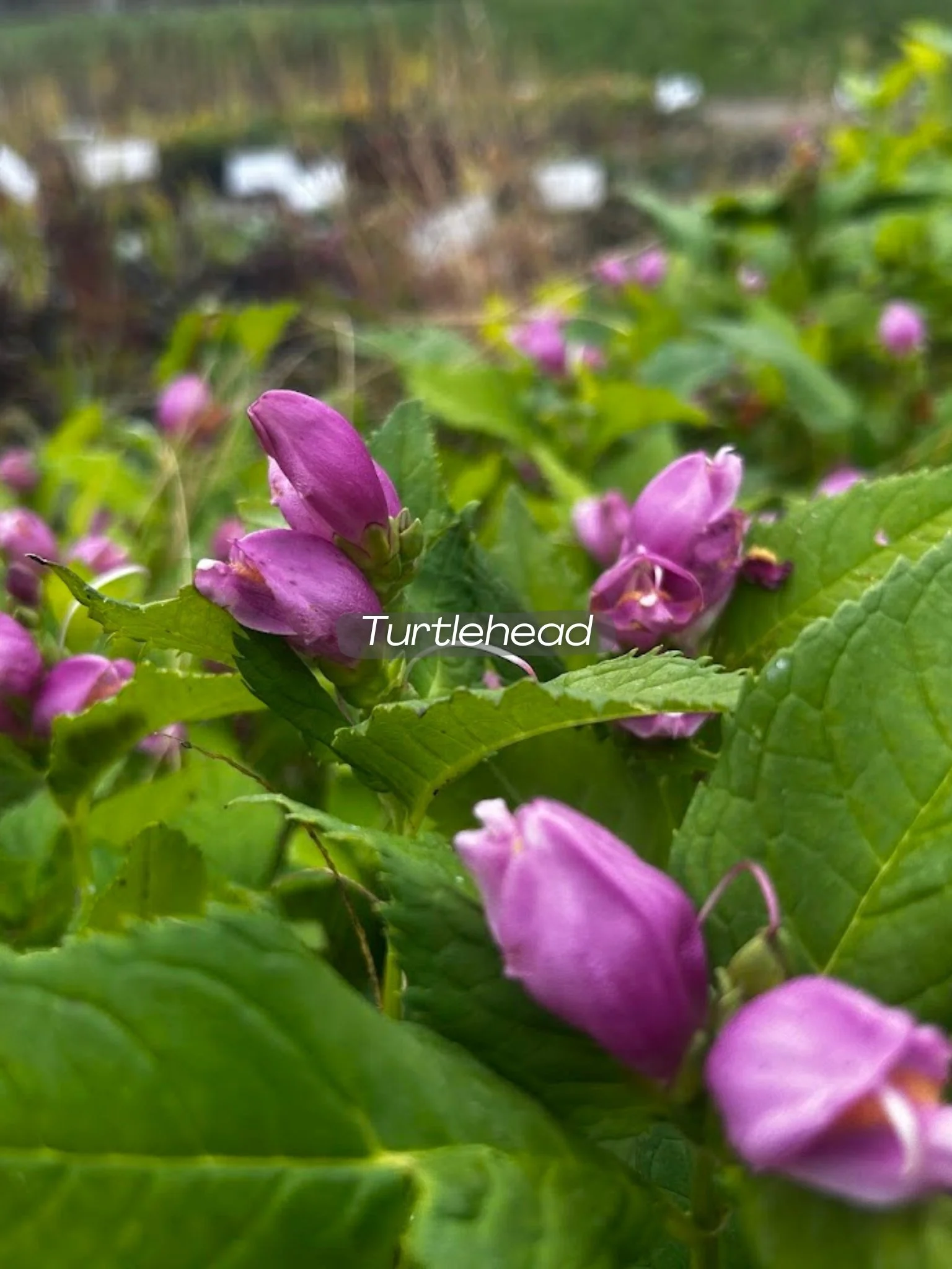 Chelone — Corn Hill Nursery