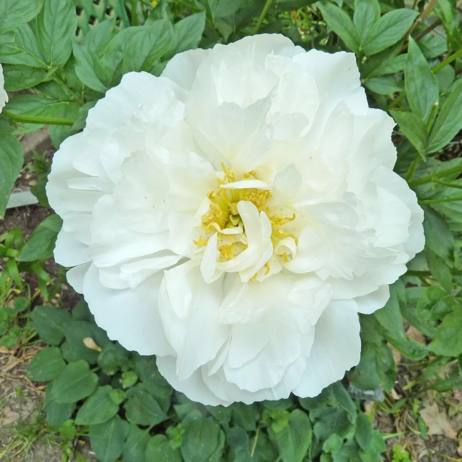 Miss America Peony