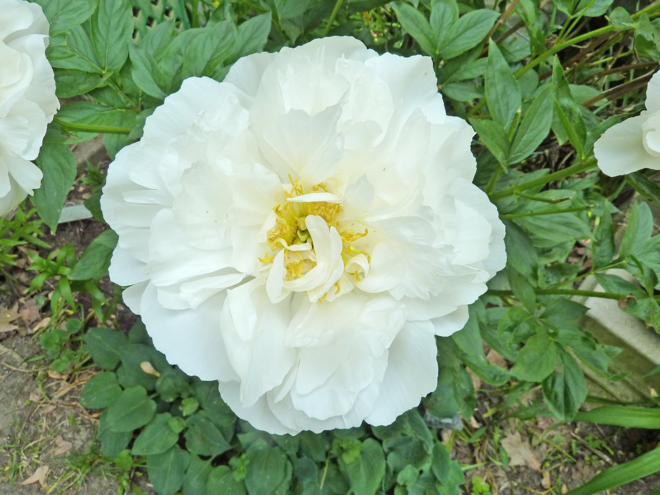 Paeonia_'Miss_America'.jpg