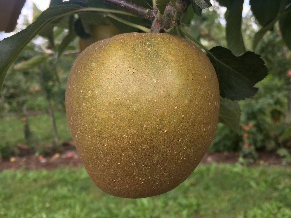 Hudson's Golden Gem Apple