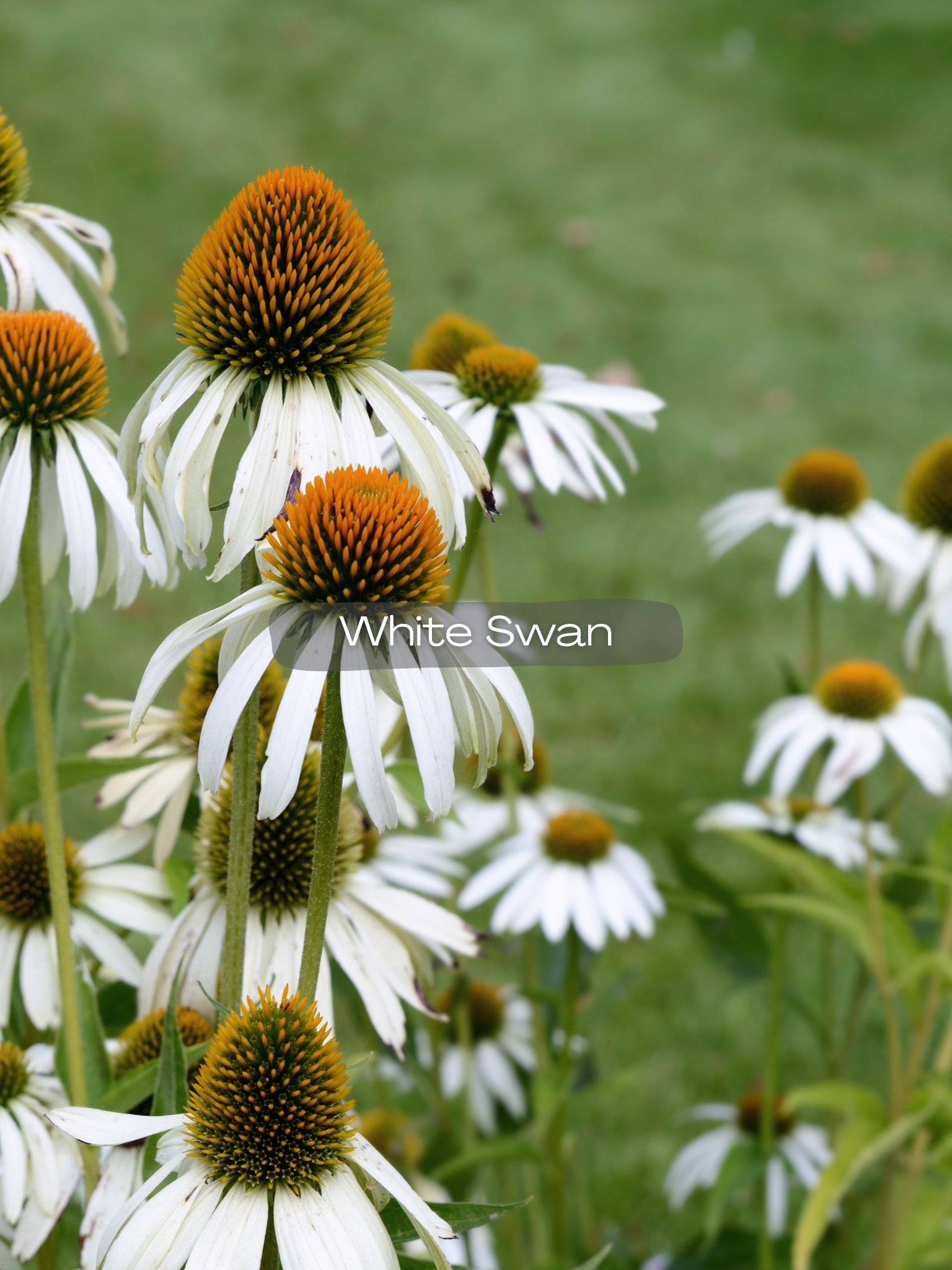 echinacea white swan.jpg