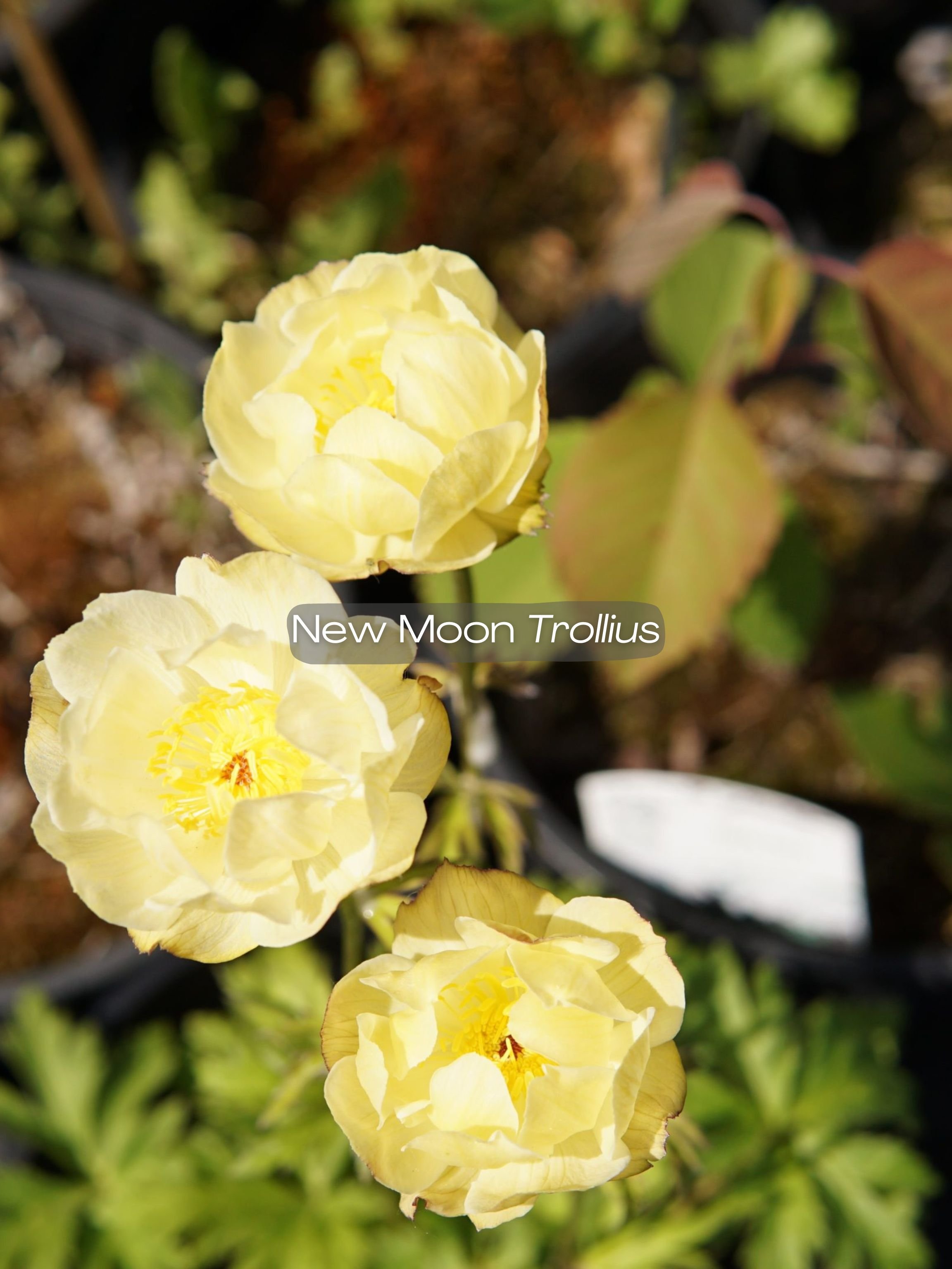 trollius lemon queen.jpg