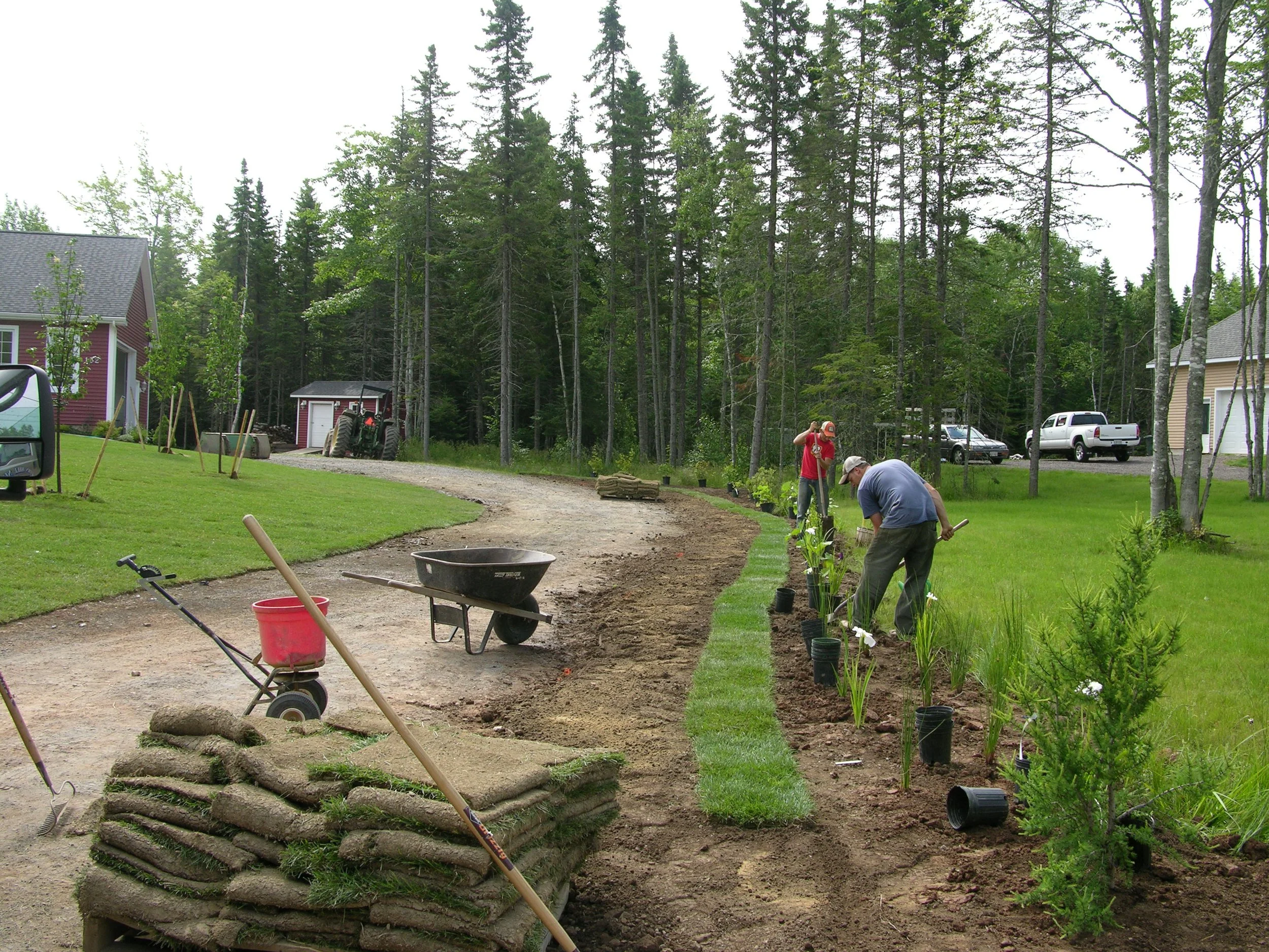 Landscaping scene with workers planting small trees and laying sod beside a dirt pathway in a residential area surrounded by trees.