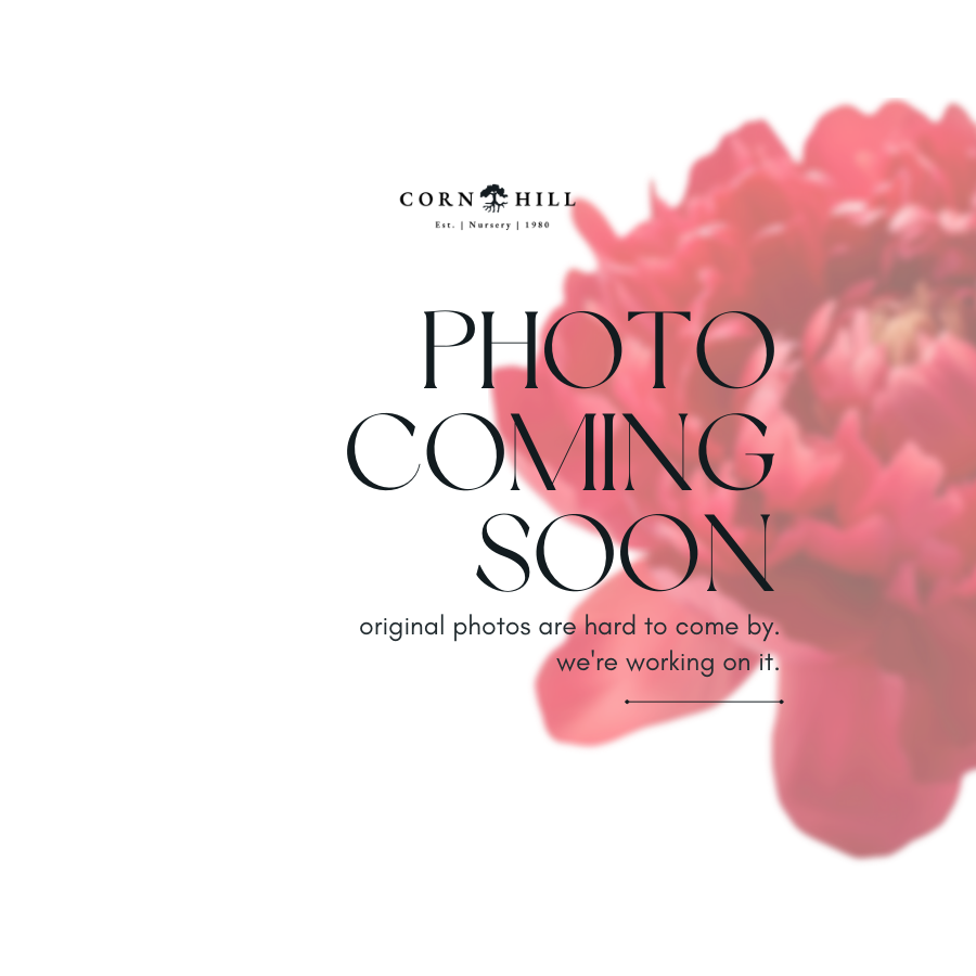 Sonoma YeDo Peony (Itoh Hybrid)