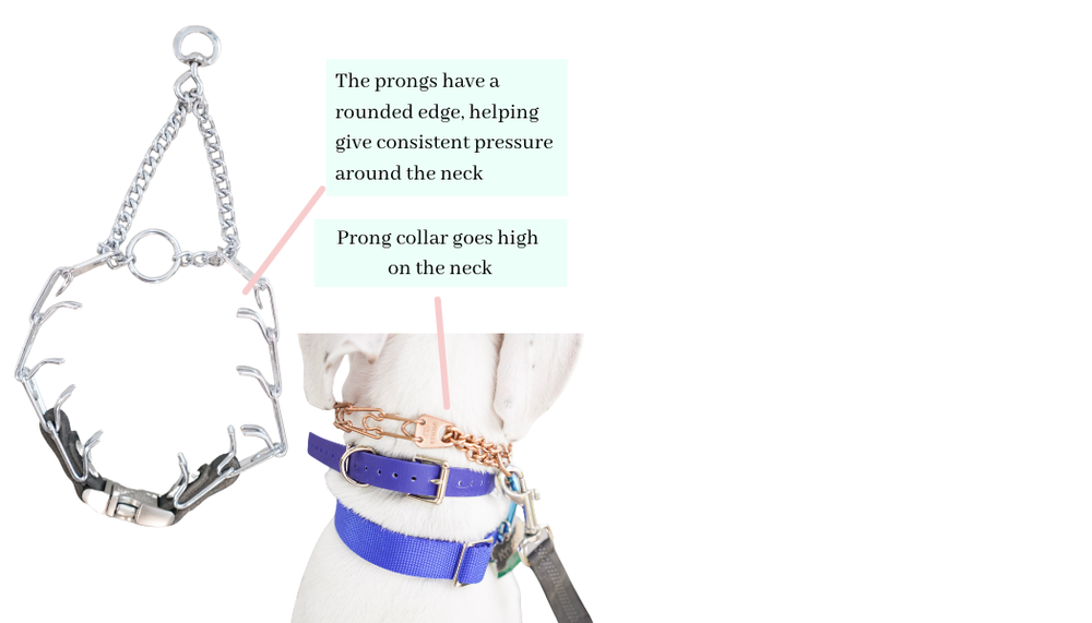 Prong Color What is balanced training & how can it help you? — Walking Dog Training