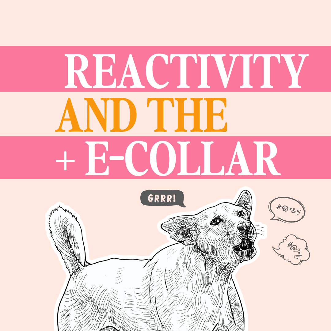 Can an E-Collar Make Reactivity Worse?