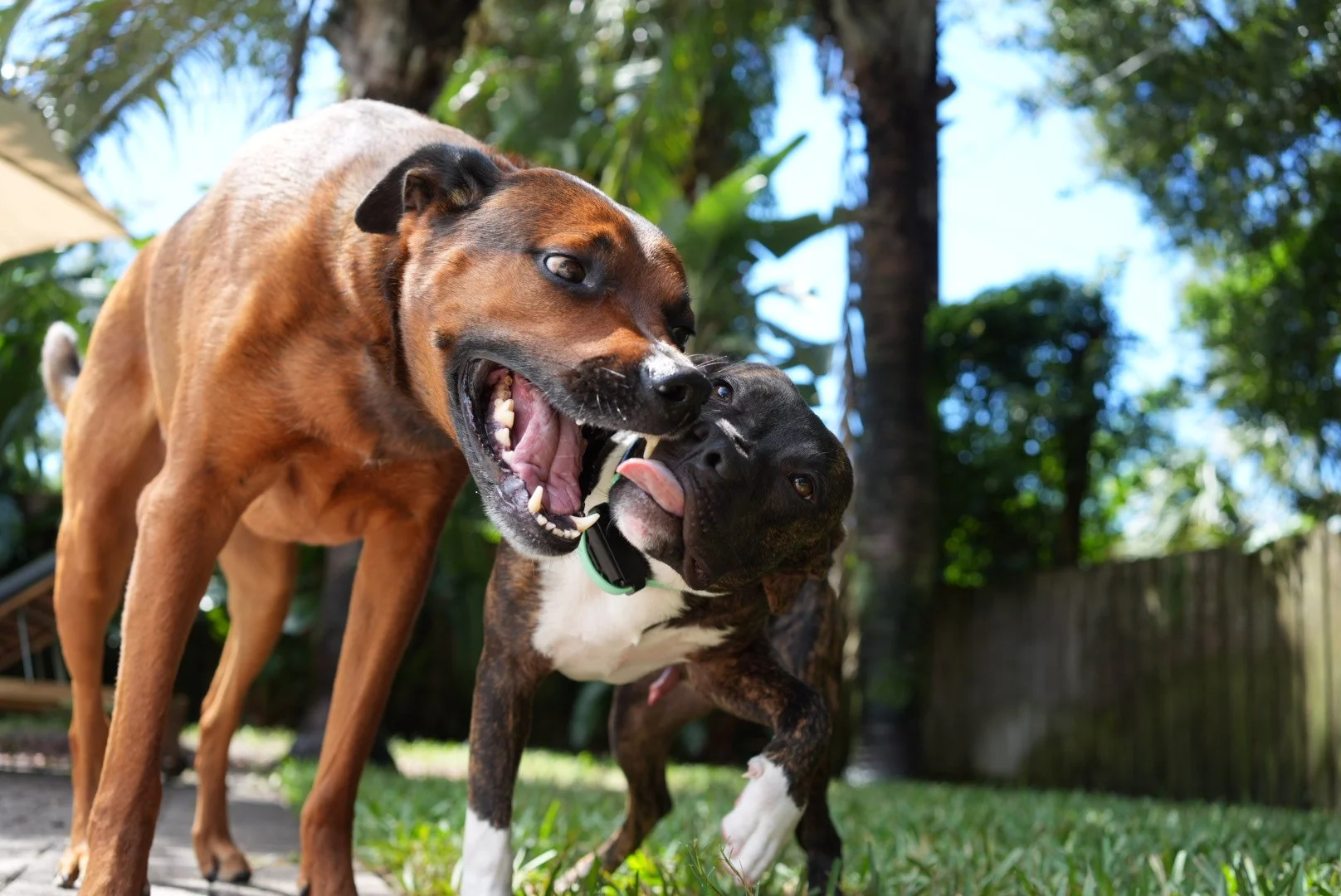 Two dogs relaxing together at home
