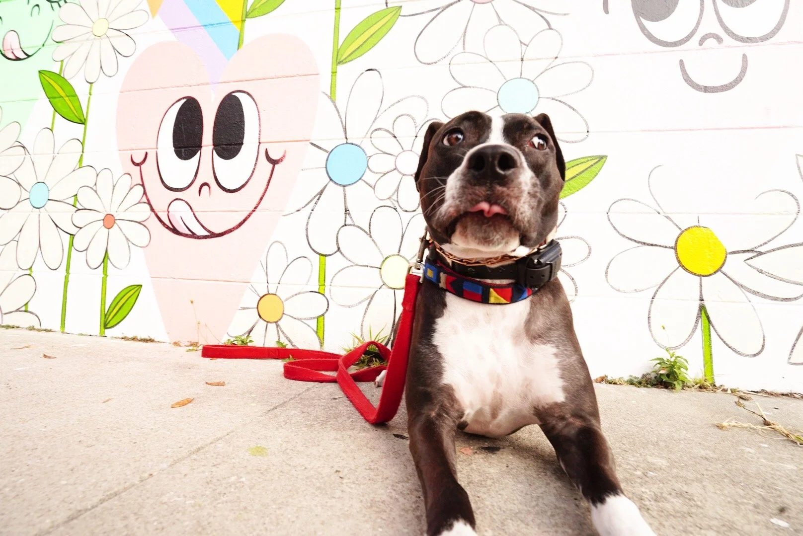Dog laying in front of a mural.