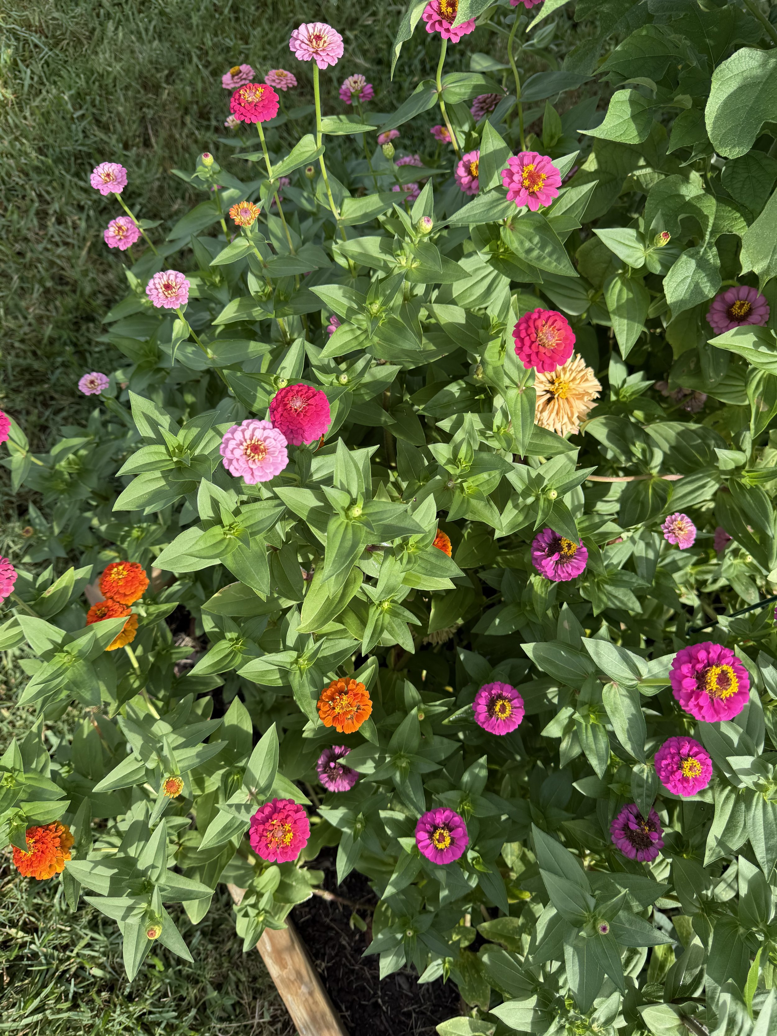 Pink and orange zinnias growing in a raised garden bed.