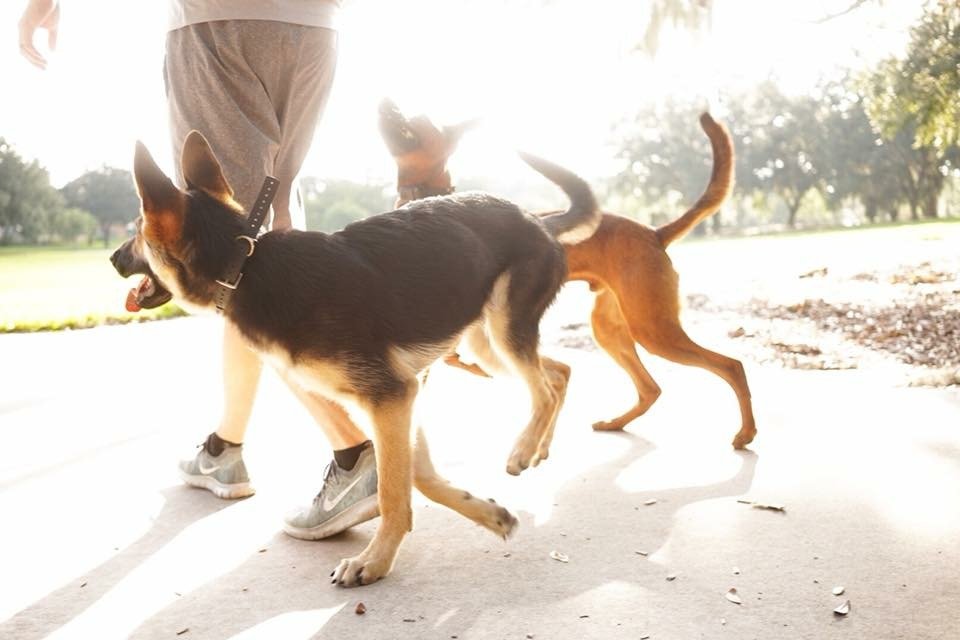 Dogs running off leash with e collars on.
