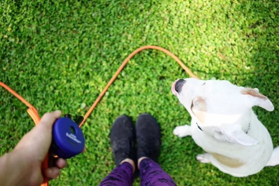 White dog and long line leash practicing e collar training.