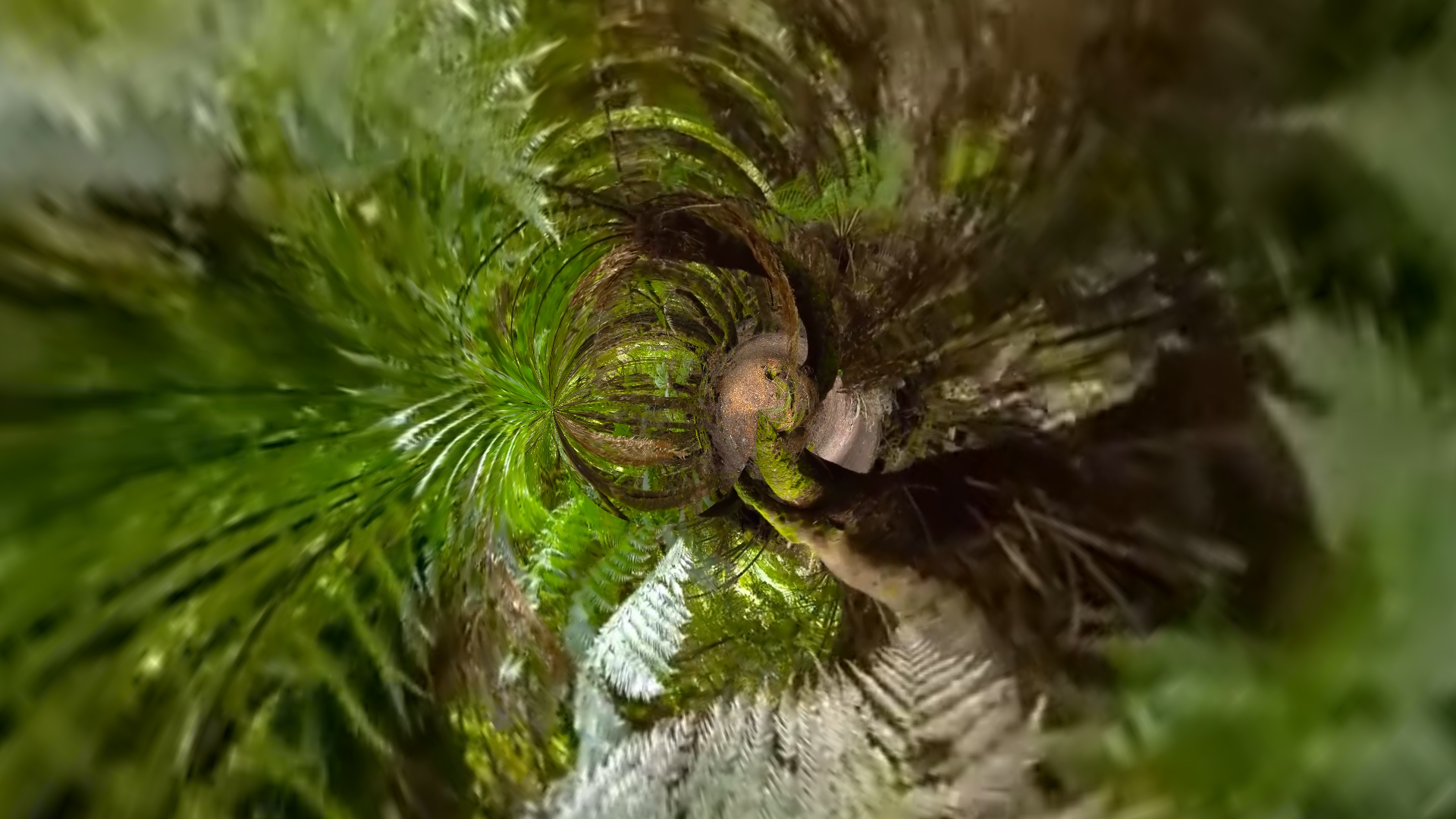 RAINFOREST REVERB 02  <br> (2026)  <br>  State of Texas <br> Garage   A