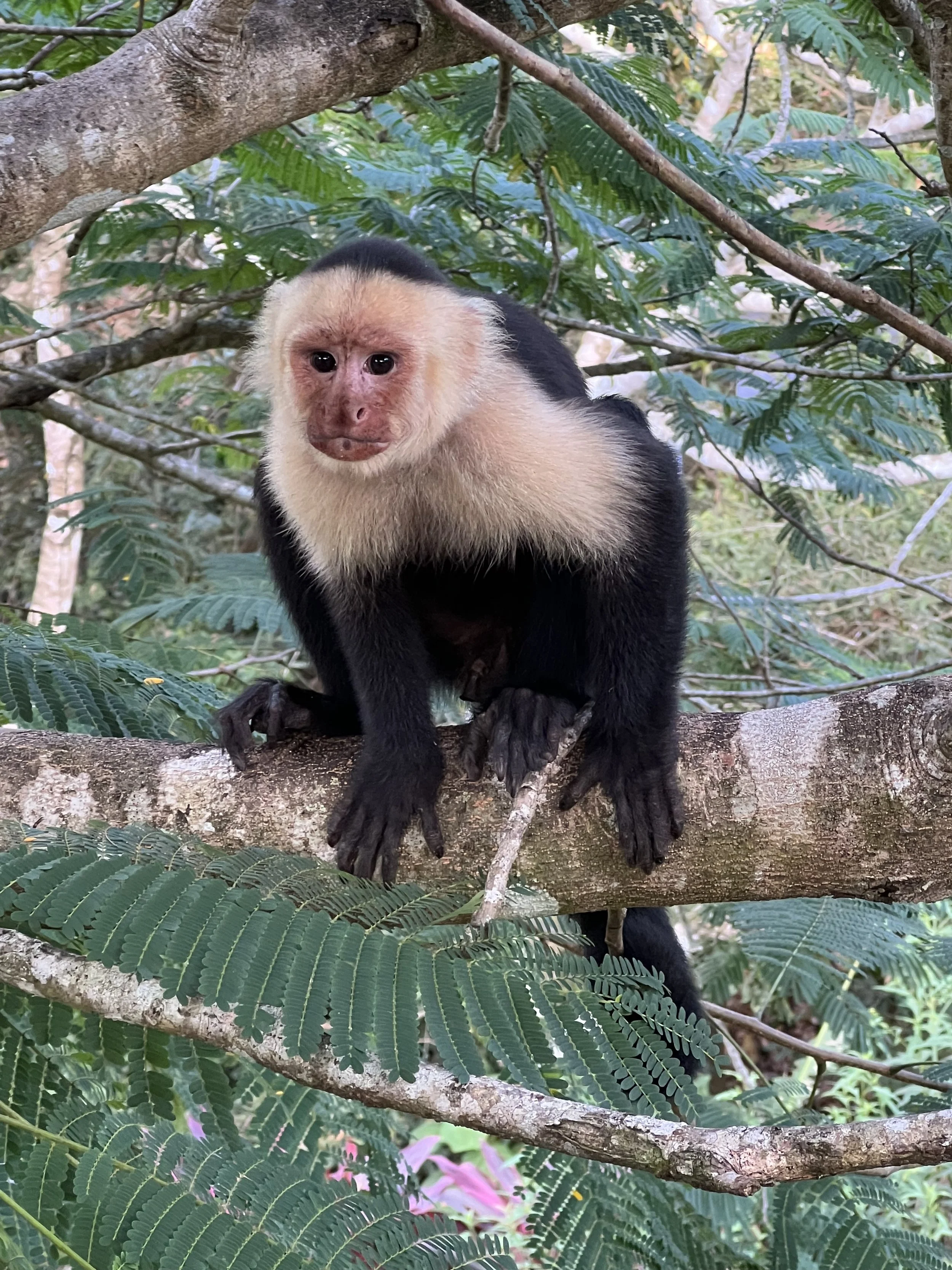 Costa_2022_Dec_ (91).JPG