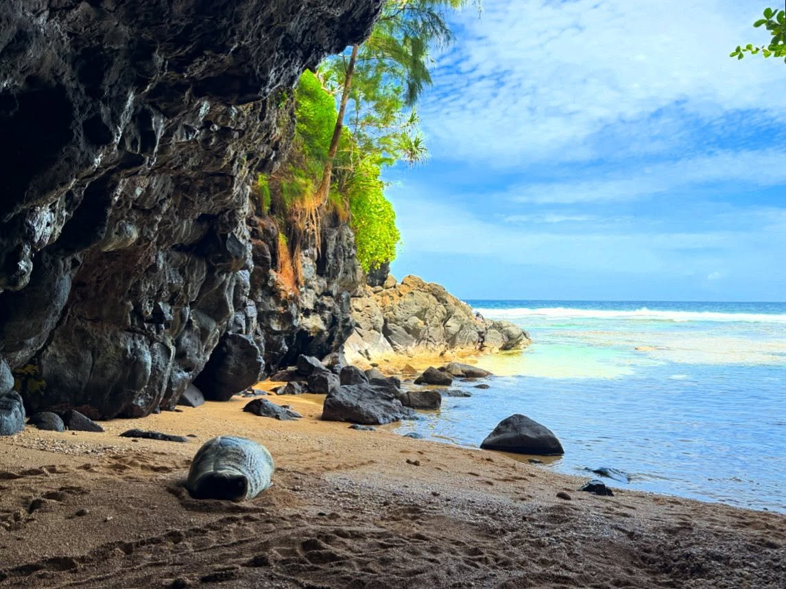 I spy&hellip; a sleeping buddy 💤☺️

Also enjoy some beautiful sounds from my girl @plantifulsoul Claire 🩵💙🐚🌅