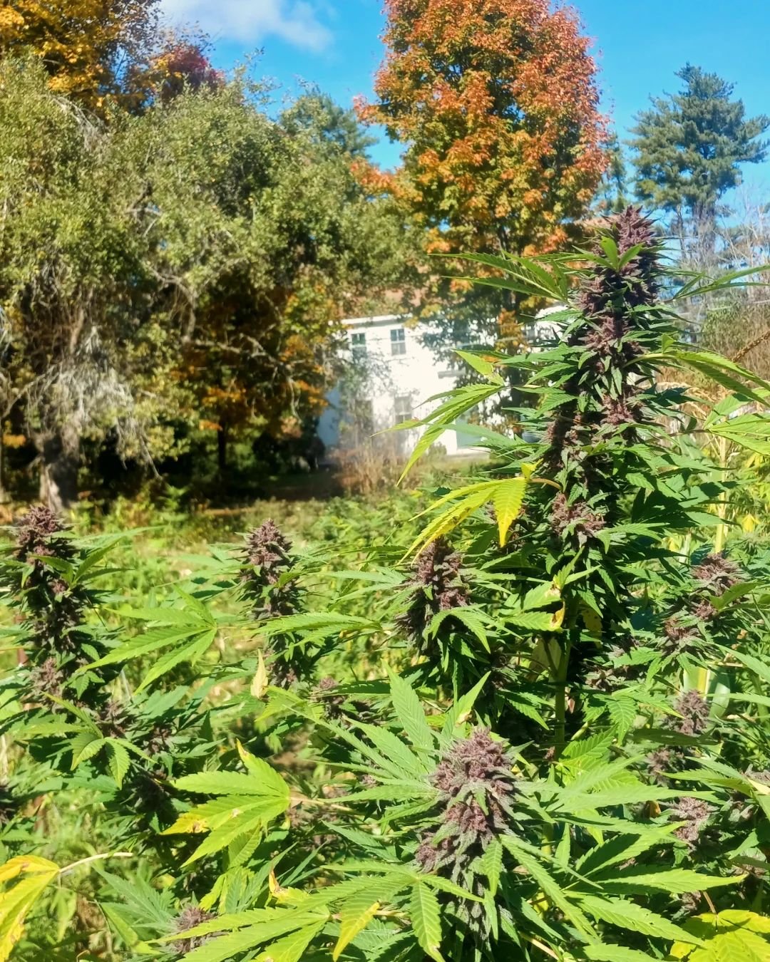 Platinum Panther (Sun grown)