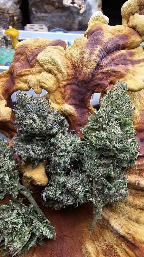 Raspberry Bear Claw "RBC" (Sun grown)