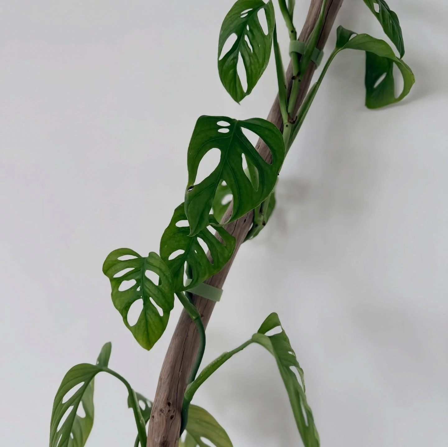 Here are just some of the treasures hiding inside the old Racecourse 👀✨
They&rsquo;ll be out for sale at our Car Boot Sale and yes, a few goodies will be posted online beforehand too!

Make sure you mark your calendars for Sunday, two weeks from now