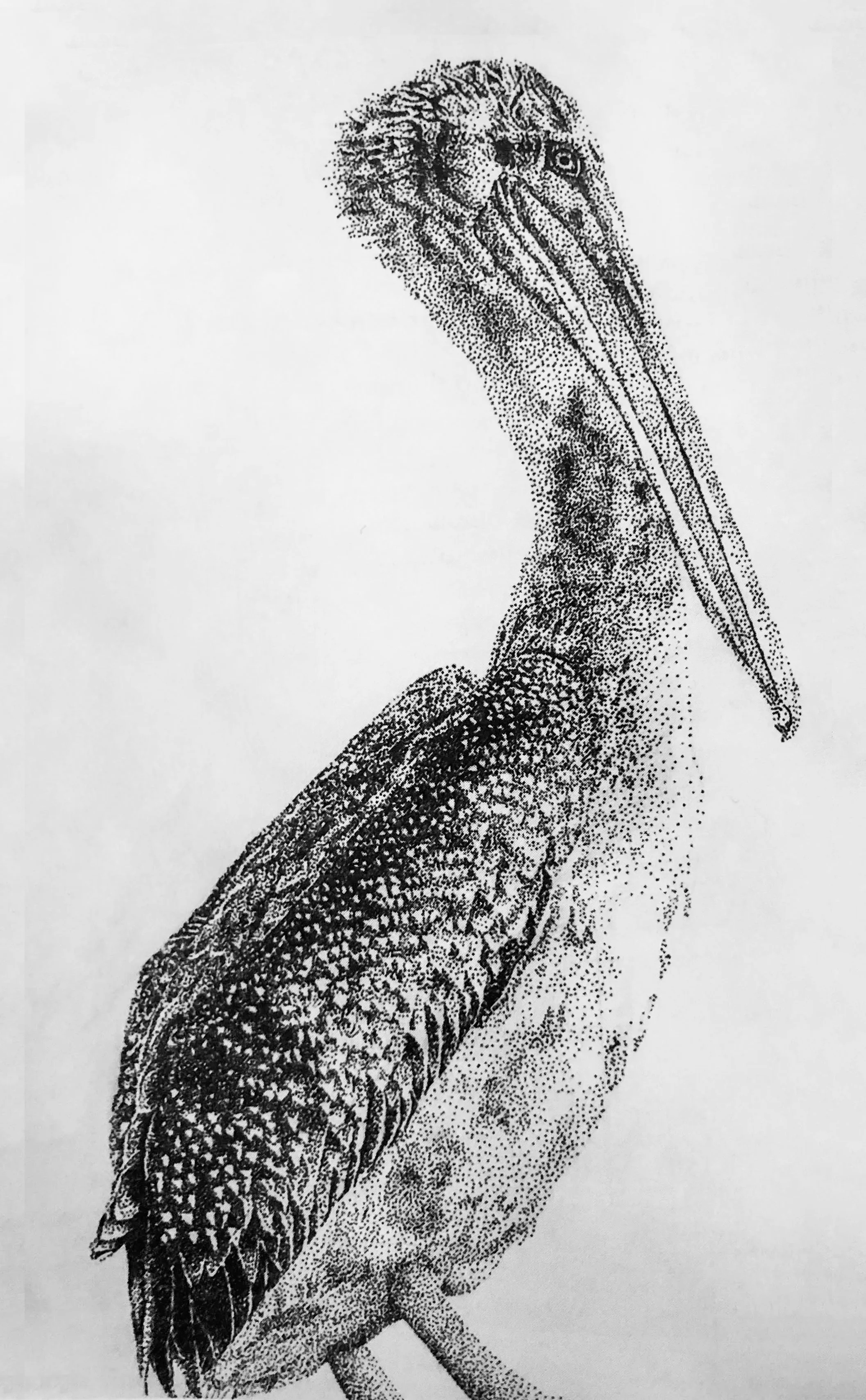 Pelican, Ink Stippling