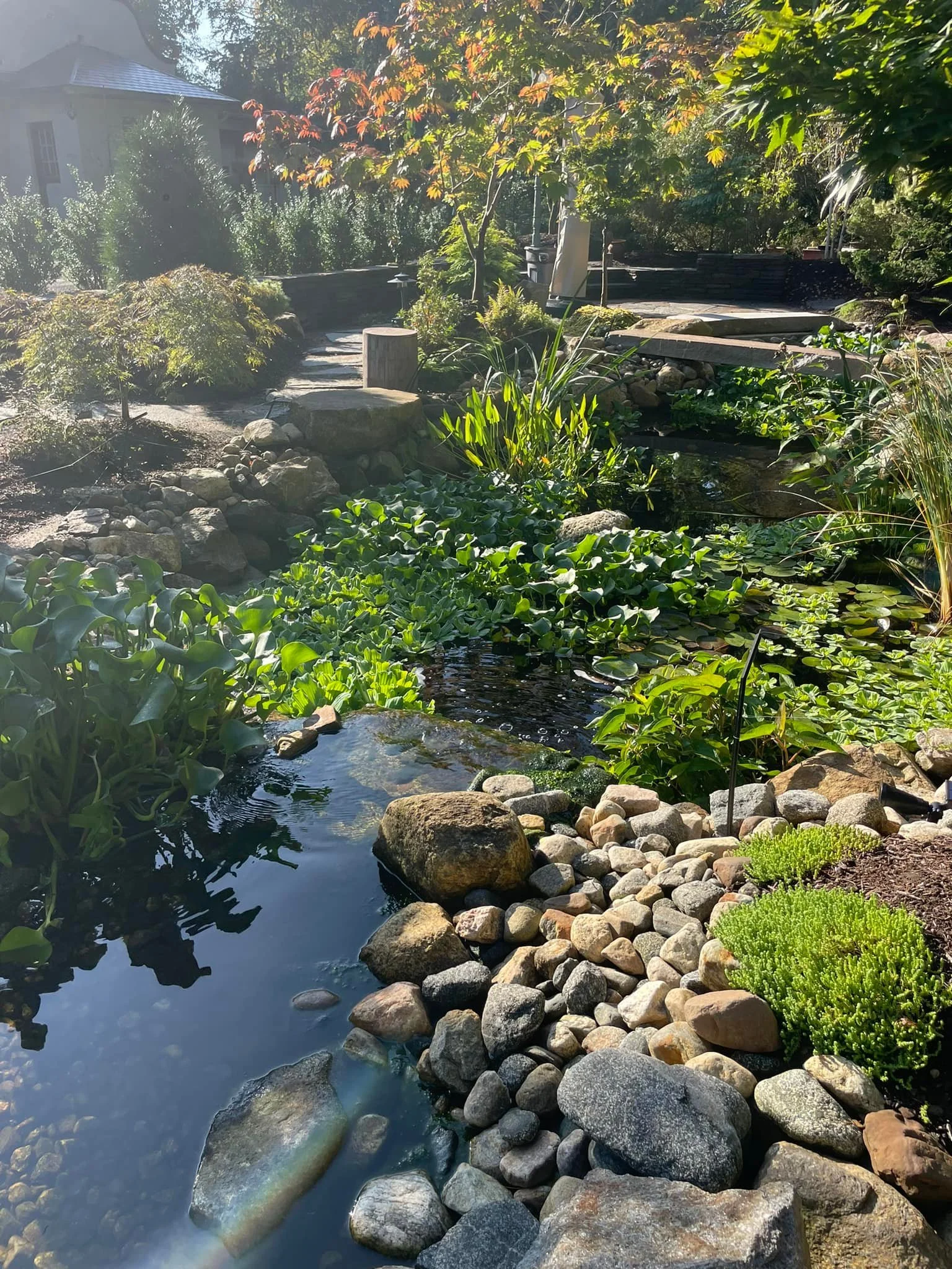 pond 5.jpg