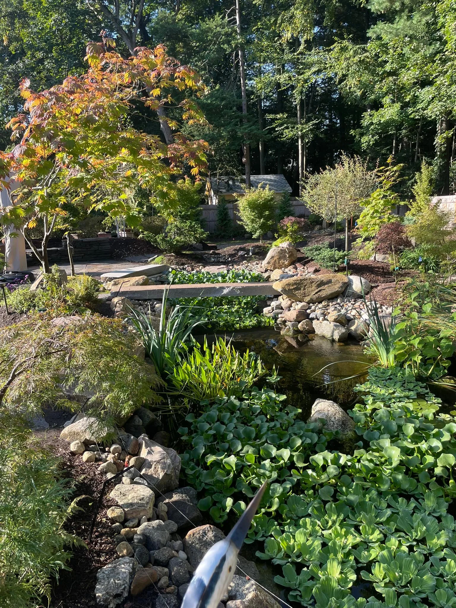 pond 2.jpg