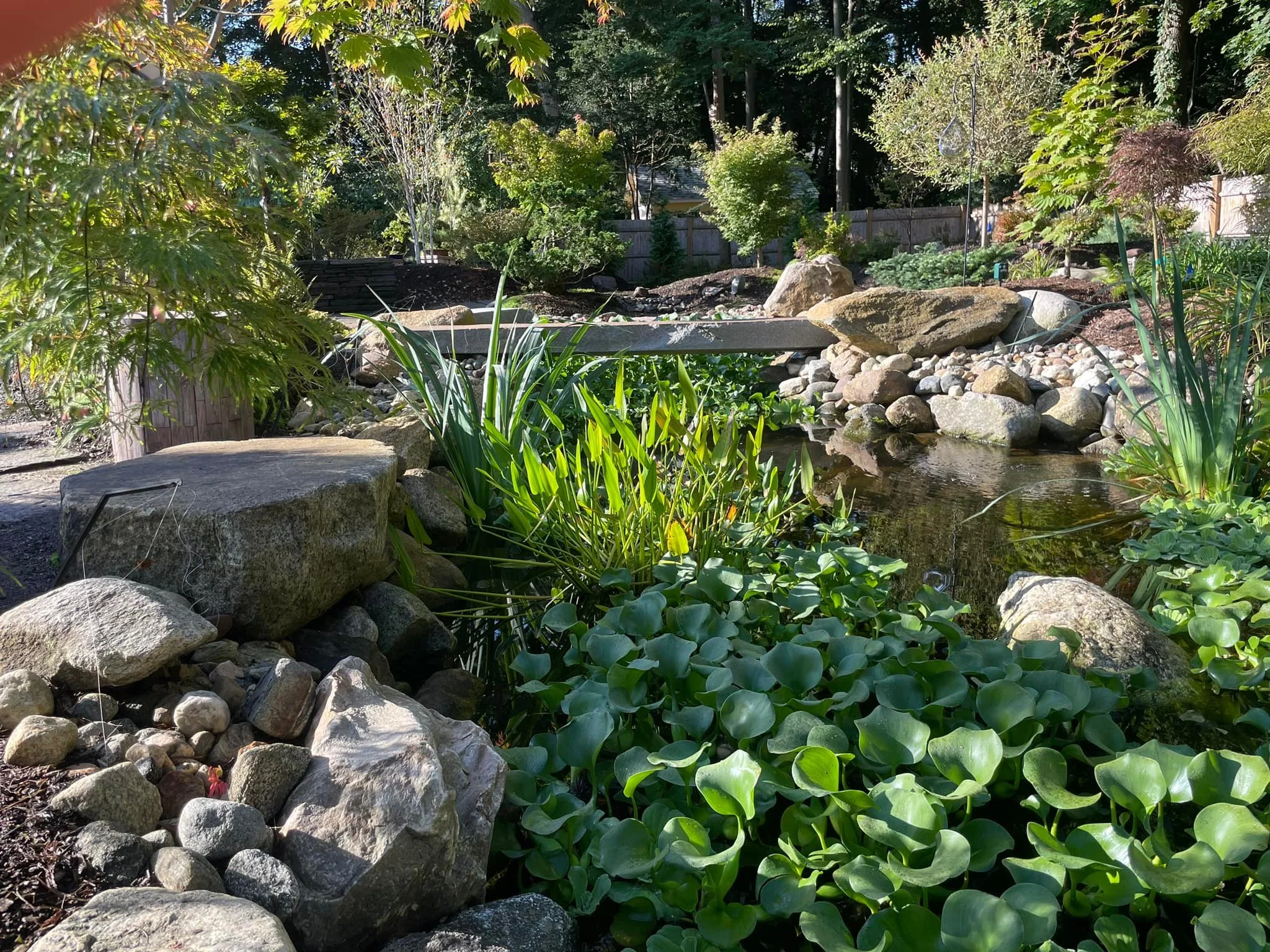 pond 8.jpg