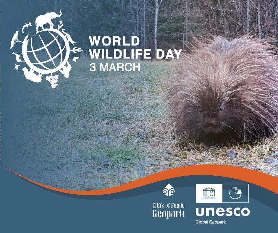 🐾 World Wildlife Day: Honoring Our Co-habitants

Today is World Wildlife Day, a time to celebrate the incredible diversity of life that calls the Cliffs of Fundy home. From the porcupines who eat the bark of the red spruce to the delicate Mud Piddoc