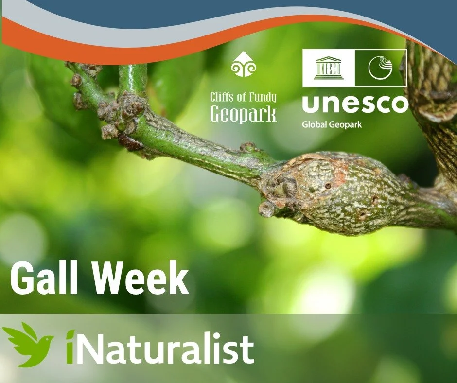 Ever wondered about those strange bumps and swellings on leaves and stems? 🌿 It is officially Gall Week!

We are inviting all community-driven stewards to join this global citizen science event and help document these fascinating, little-known organ