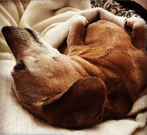 Andrew's Guest Speaking, and More on His Beloved Weiner Dog