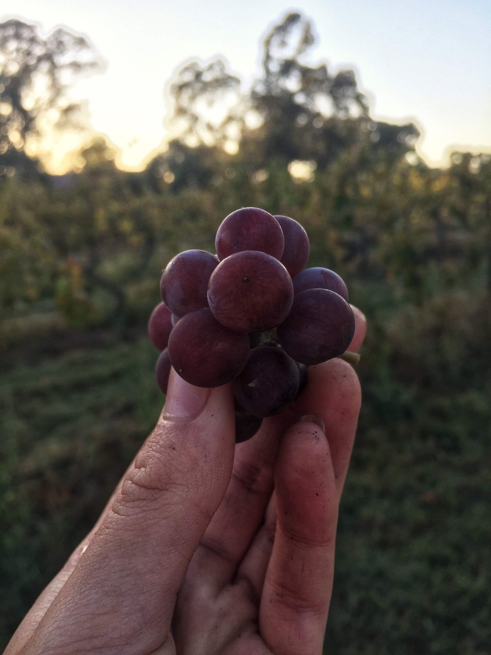 Muscat grapes Chambers in Tilly's hand.JPG