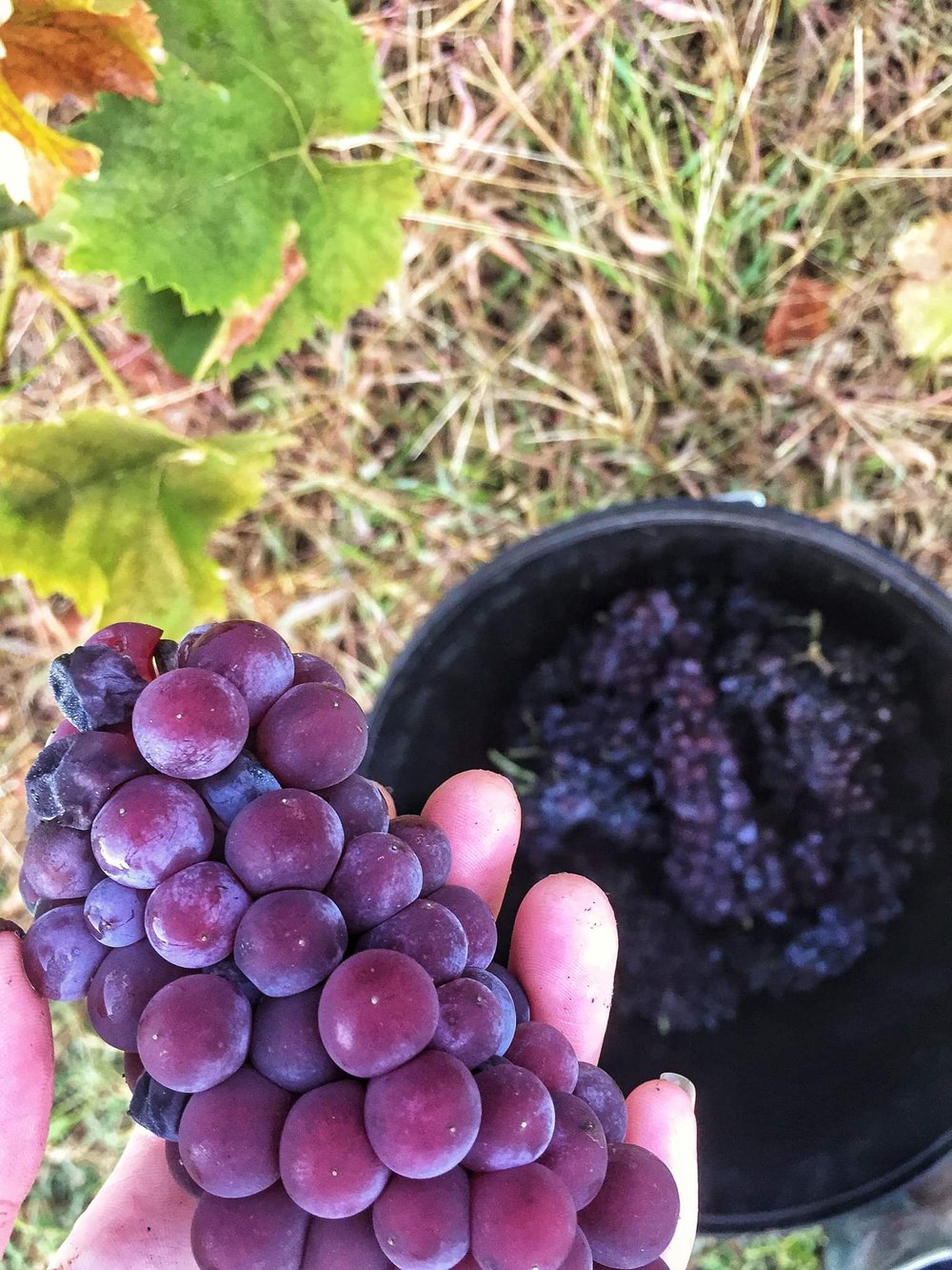Muscat grapes over bucket in Till's hand.JPEG