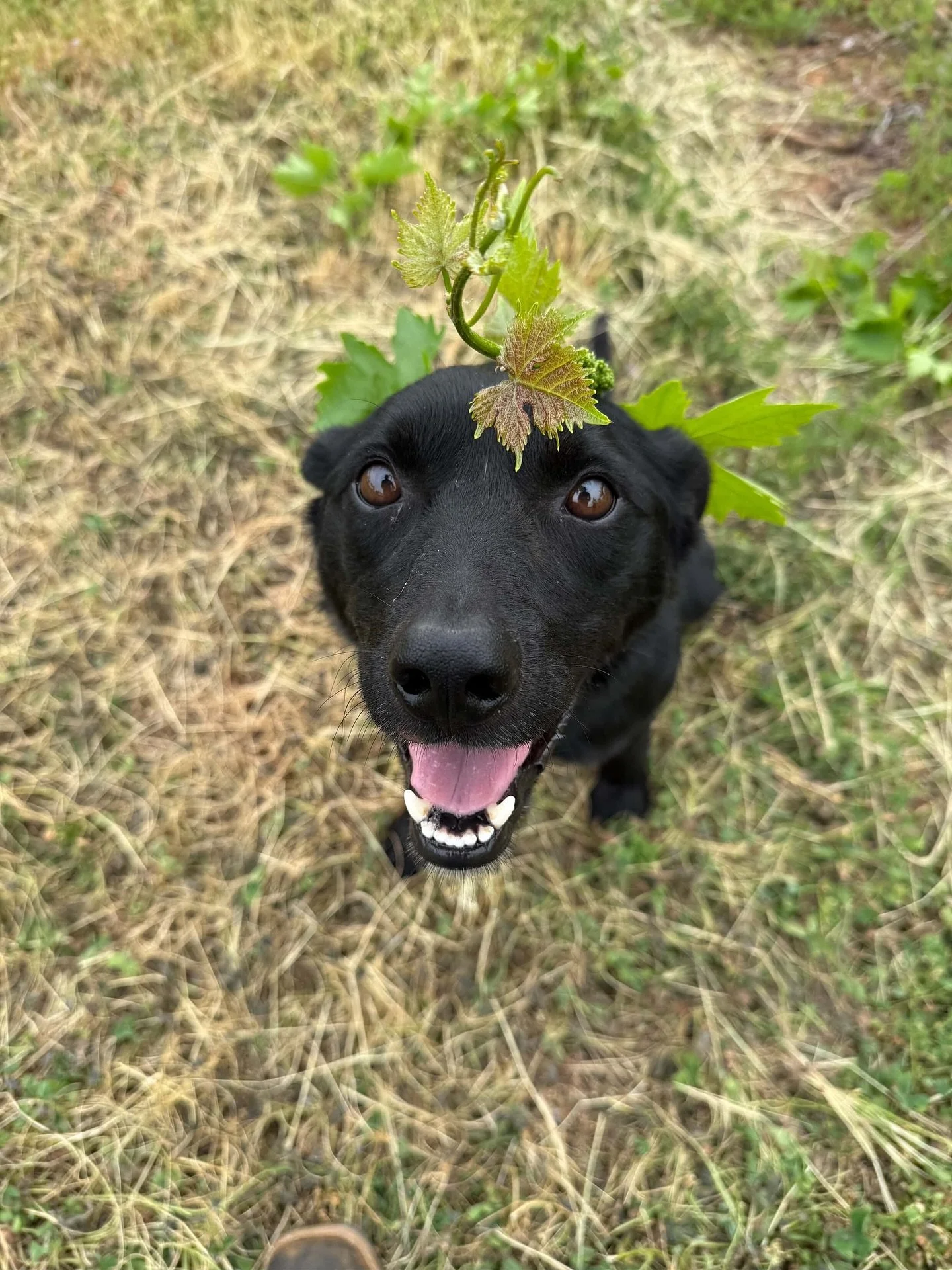 Our beautiful #winedog ‘Mick’. He just loves his days in the Vineyard with all the Crew. His favourite spot though is on the back of the Ute. Mick was adopted from a neighbouring farm when his lovely owner Max became ill.
Thanks for trust